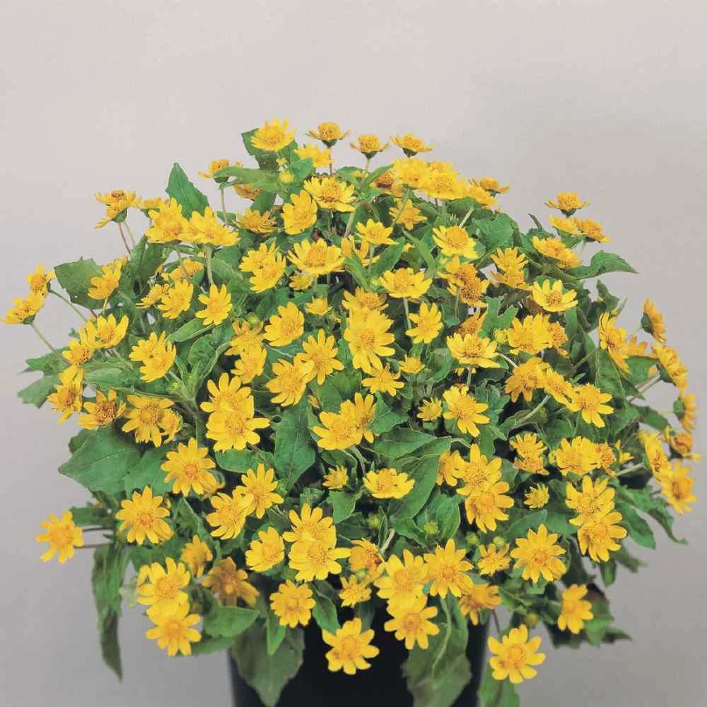 Melampodium Derby Seeds - Butter Daisy Melampodium Paludosum Ground Cover Seed - 400 Seeds