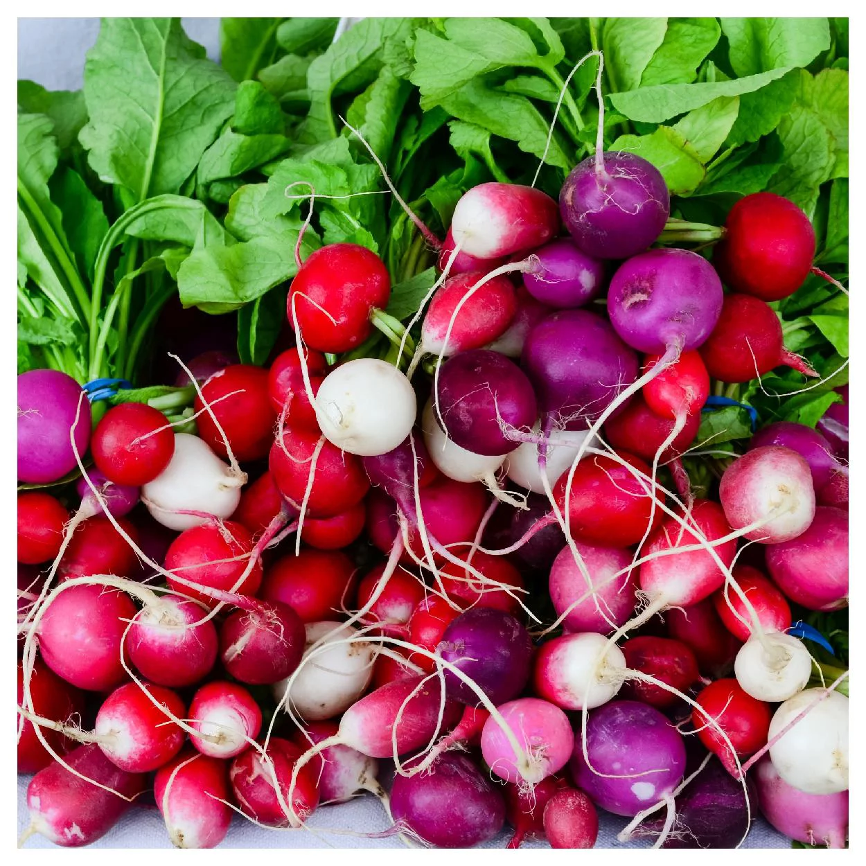 Everwilde Farms - 300 Easter Egg Radish Seeds - Gold Vault Jumbo Bulk Seed Packet
