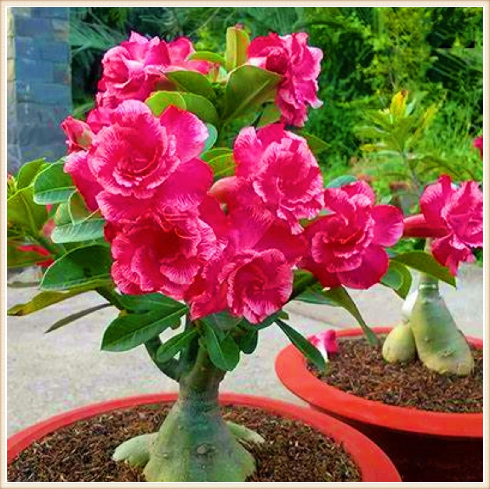 Desert Rose Plant Live Desert Rose Bulbs Desert Rose Roots Desert Rose Plants For Sale Garden Flowers Bonsai PlanL