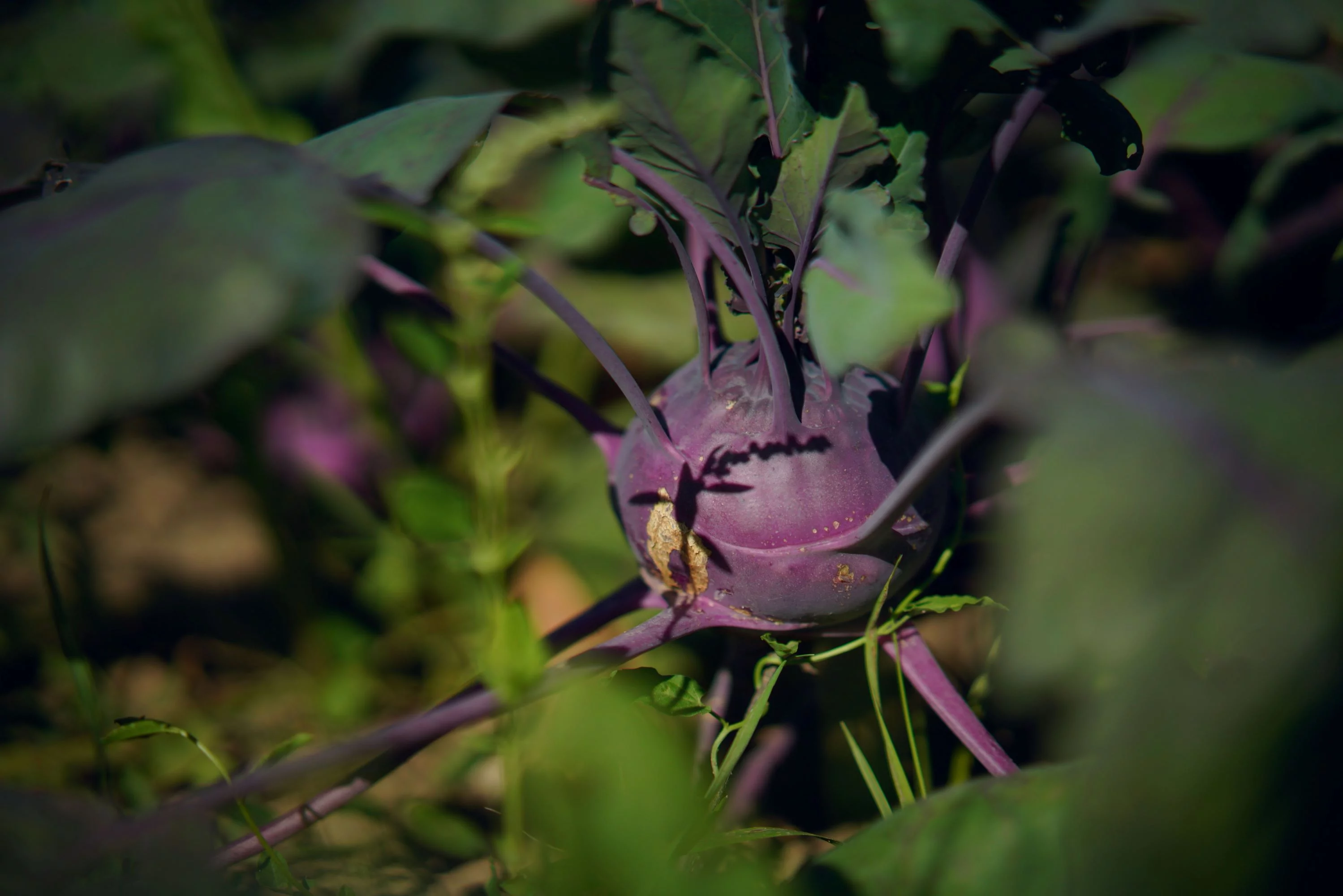 Purple Vienna Kohlrabi Seeds/ Perennial/ Full Sun/ 44K Seeds 1/4lb/ Zellajake Farm and Garden - B44