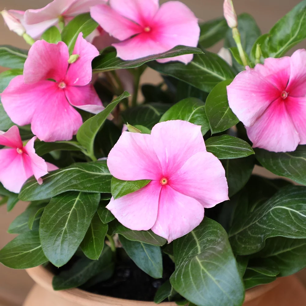 Expert Gardener 2QT Vinca Live Plant Sun