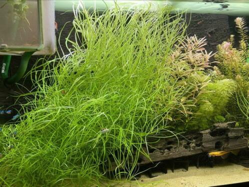 Pogostemon Stellatus Narrowleaf (Bunch 3-5 Stems) Live Aquarium Plants