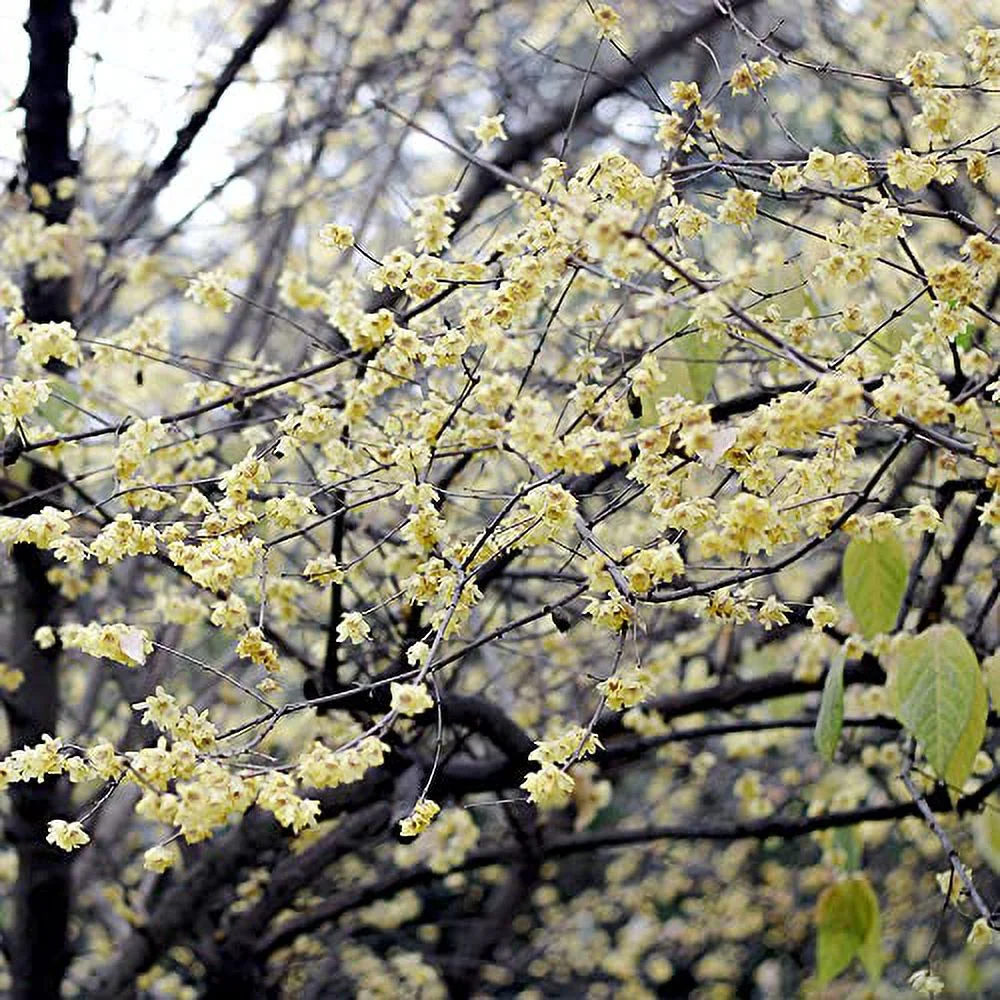 Chimonanthus Praecox Seeds Wintersweet Fragrant Deciduous Shrub Cut Flowers Drought Tolerant Low Maintenance Beds Borders Outdoor 50Pcs Flower Seeds by YEGAOL Garden