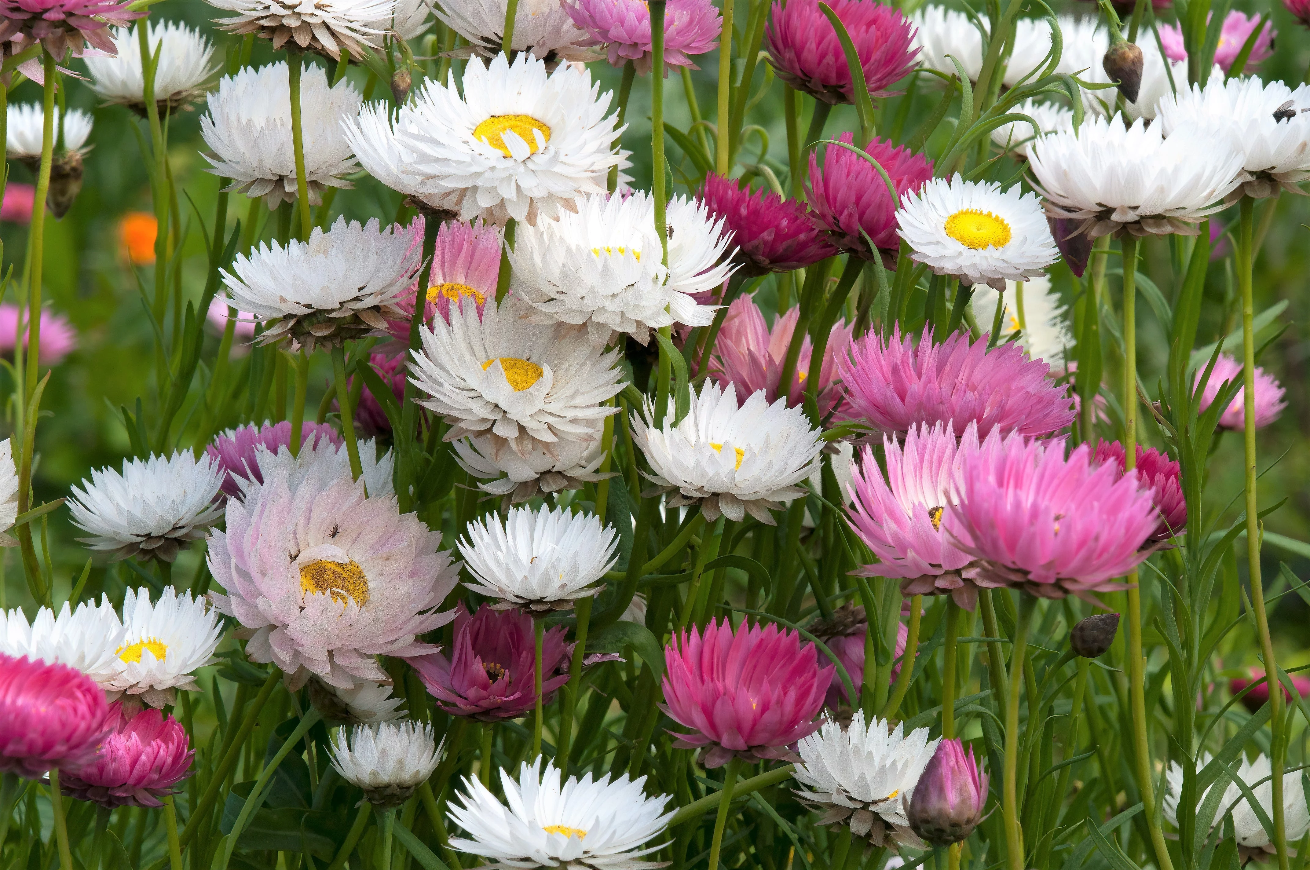 100 MIXED DOUBLE ACROCLINIUM aka Paper Daisy Helipterum Roseum Flower Seeds