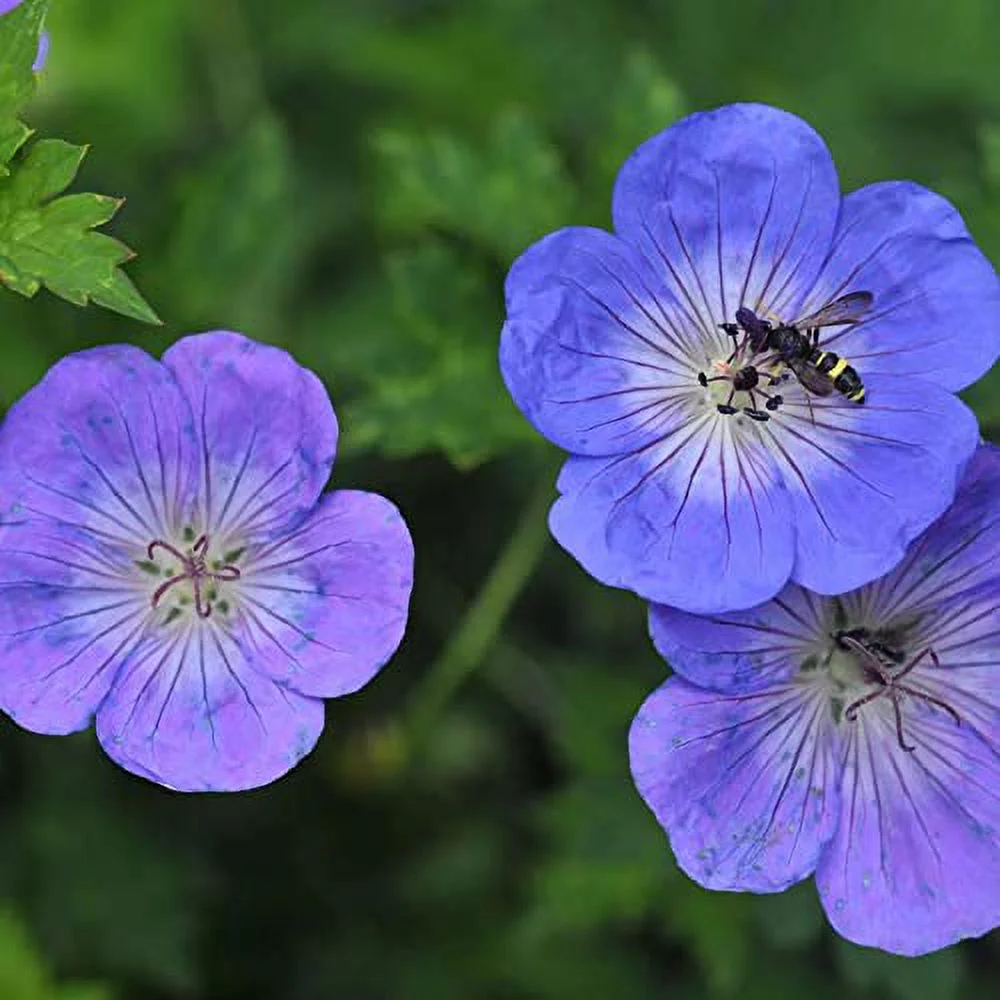 Geranium 'Rozanne' Seeds Perennial Long Blooming Period Plant Attract Bees & Butterflies Low Maintenance Ground Cover 55Pcs Flower Seeds by YEGAOL Garden