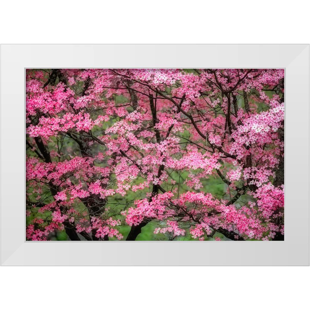 Jones, Adam 14x11 White Modern Wood Framed Museum Art Print Titled - Soft focus view of large pink flowering dogwood tree in full bloom-Kentucky