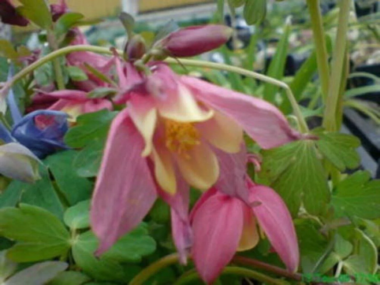 50 Mixed Col MCKANAS GIANT COLUMBINE Aquilegia Vulgaris Flower Seeds