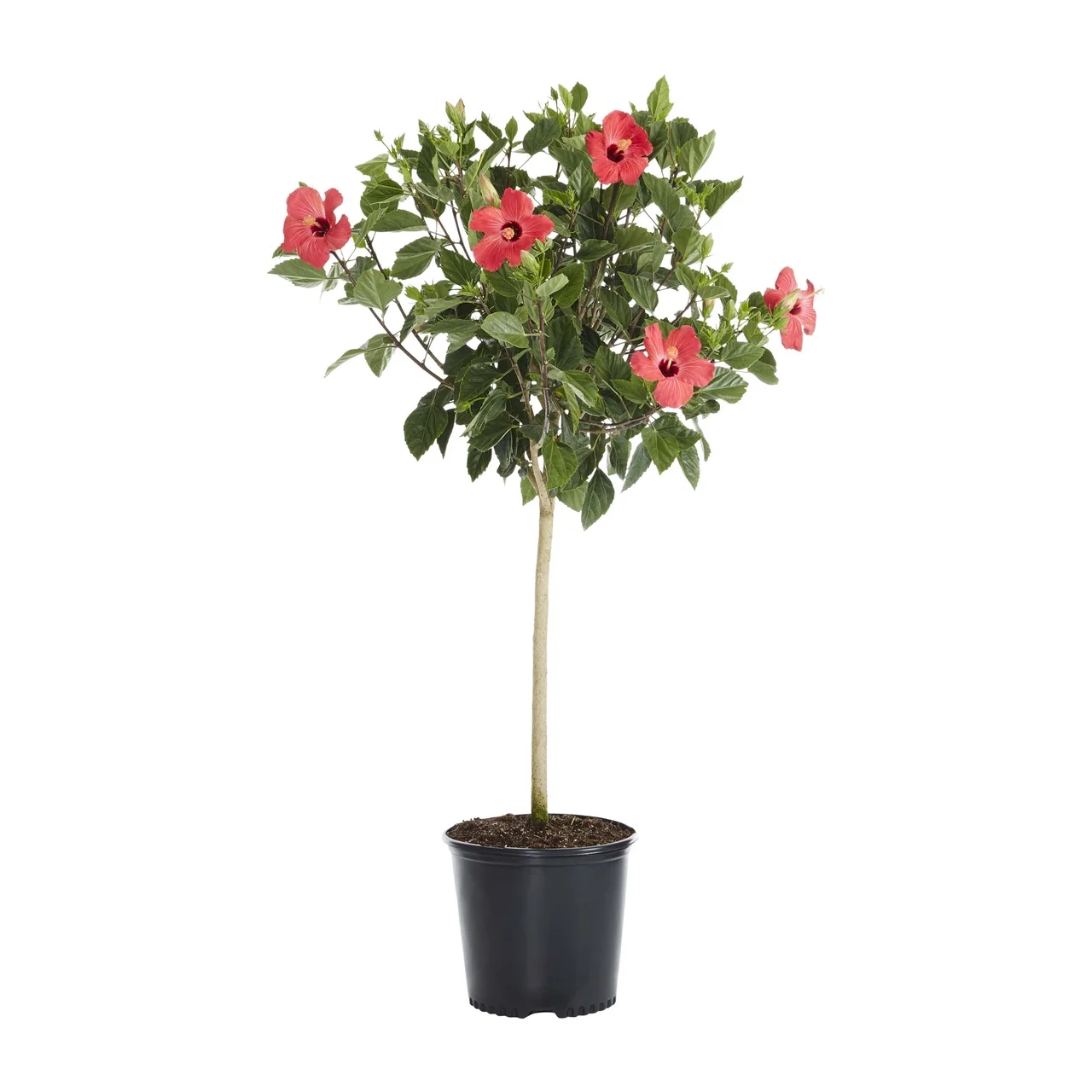 Island Blooms 2.5G Multicolor Hibiscus Live Plants with Grower Pot