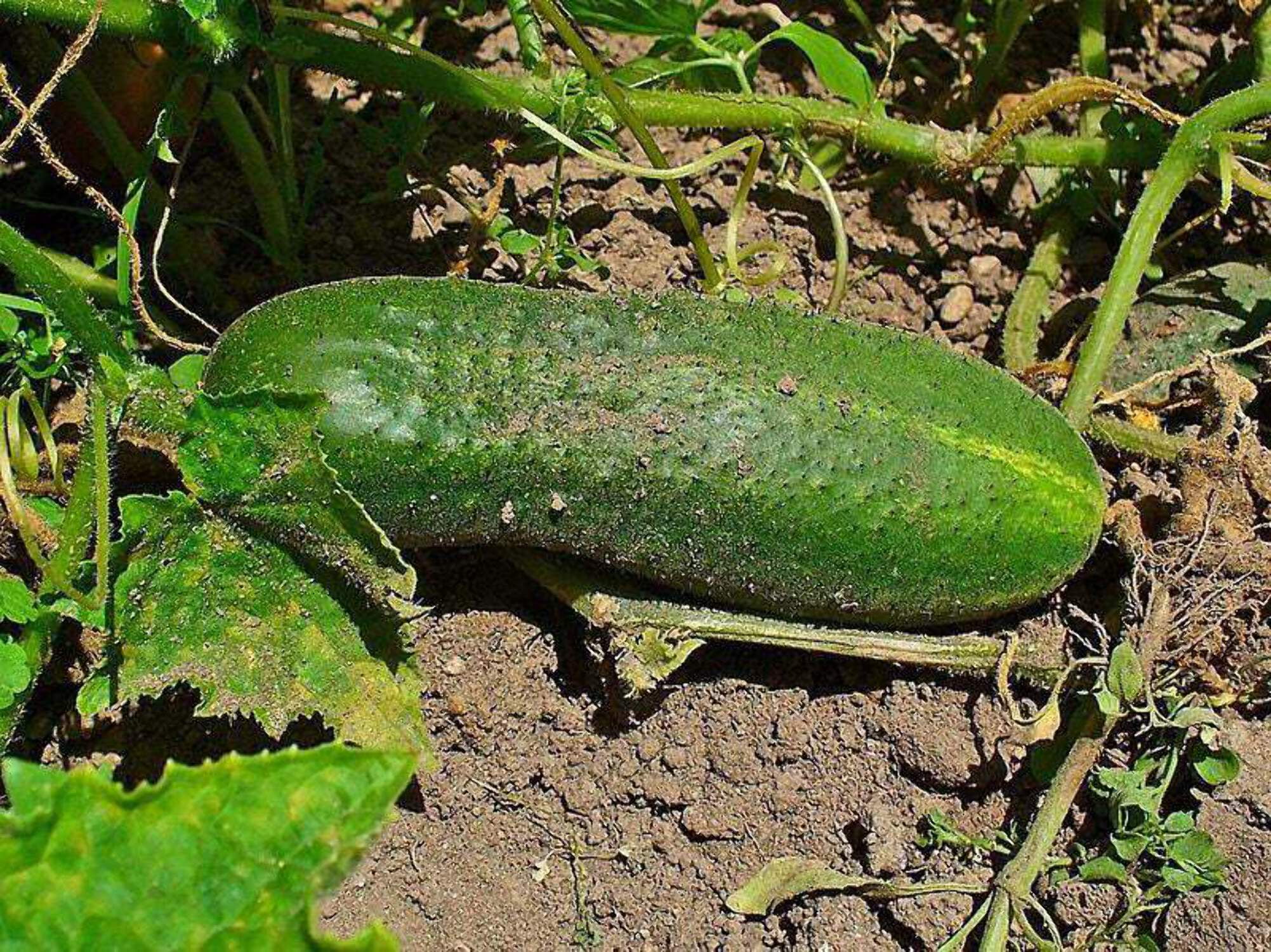 150 Seeds BOSTON PICKLING CUCUMBER Heirloom Cucumis Sativus Fruit Vegetable Seeds