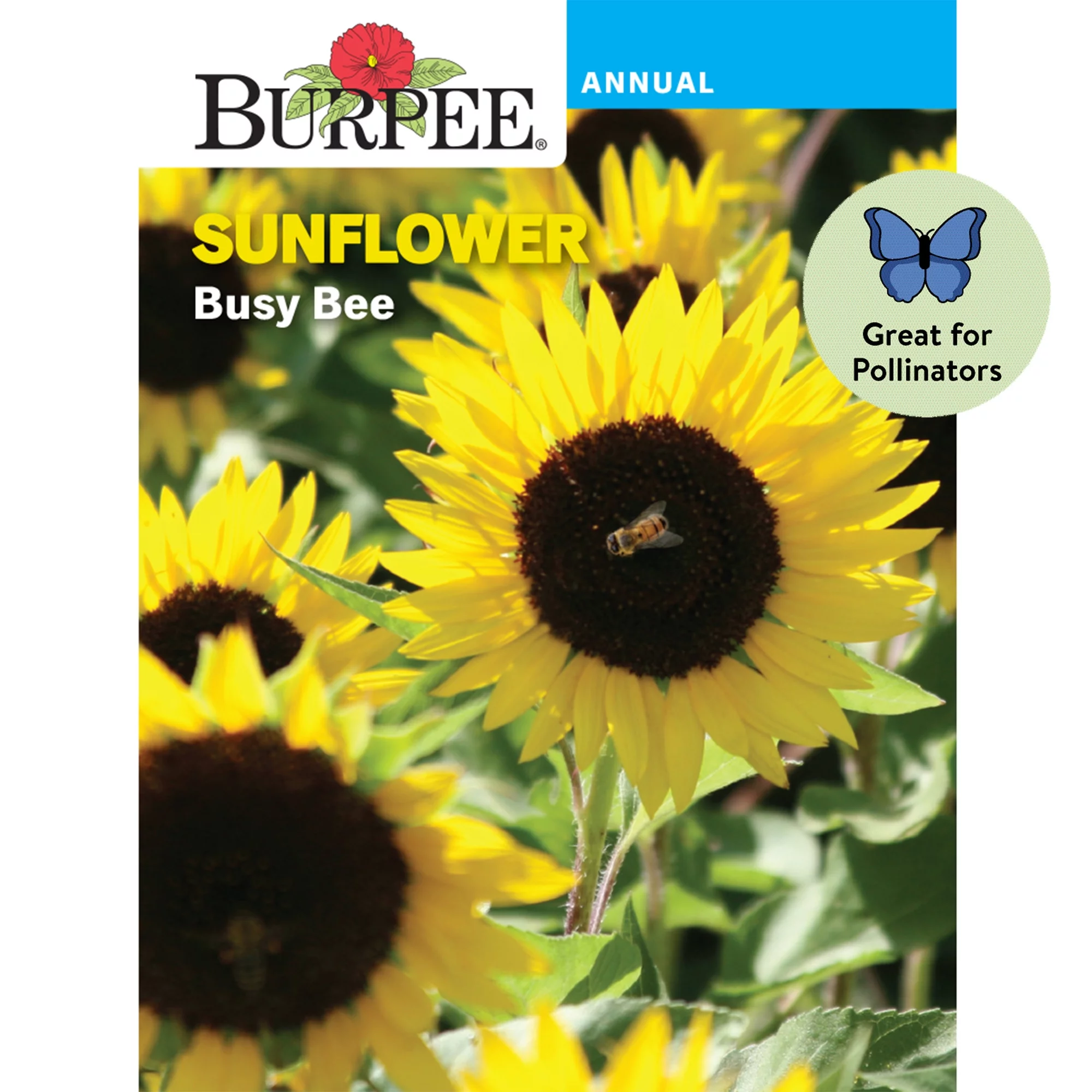 Burpee Busy Bee Sunflower Flower Seed, 1-Pack