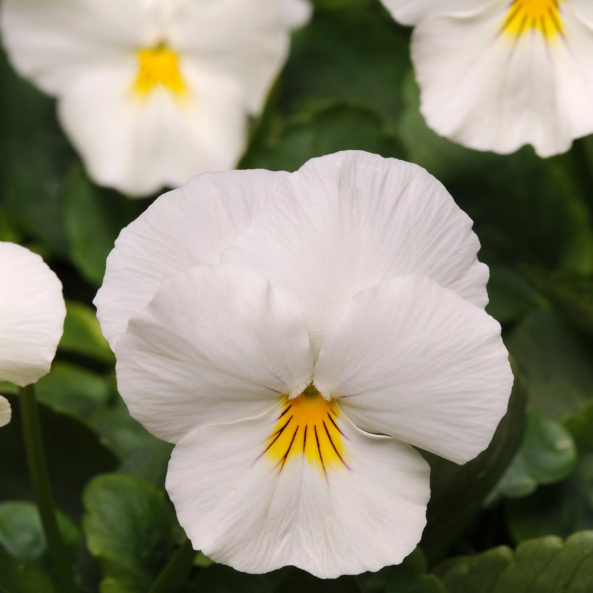 Outsidepride Pansy Cool Wave White - 30 Seeds