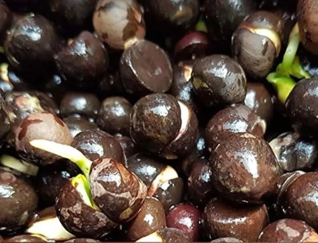 25 Camellia Seeds Camellia sinensis Chinese Green Tea Seeds Tea Plant Edible Flower