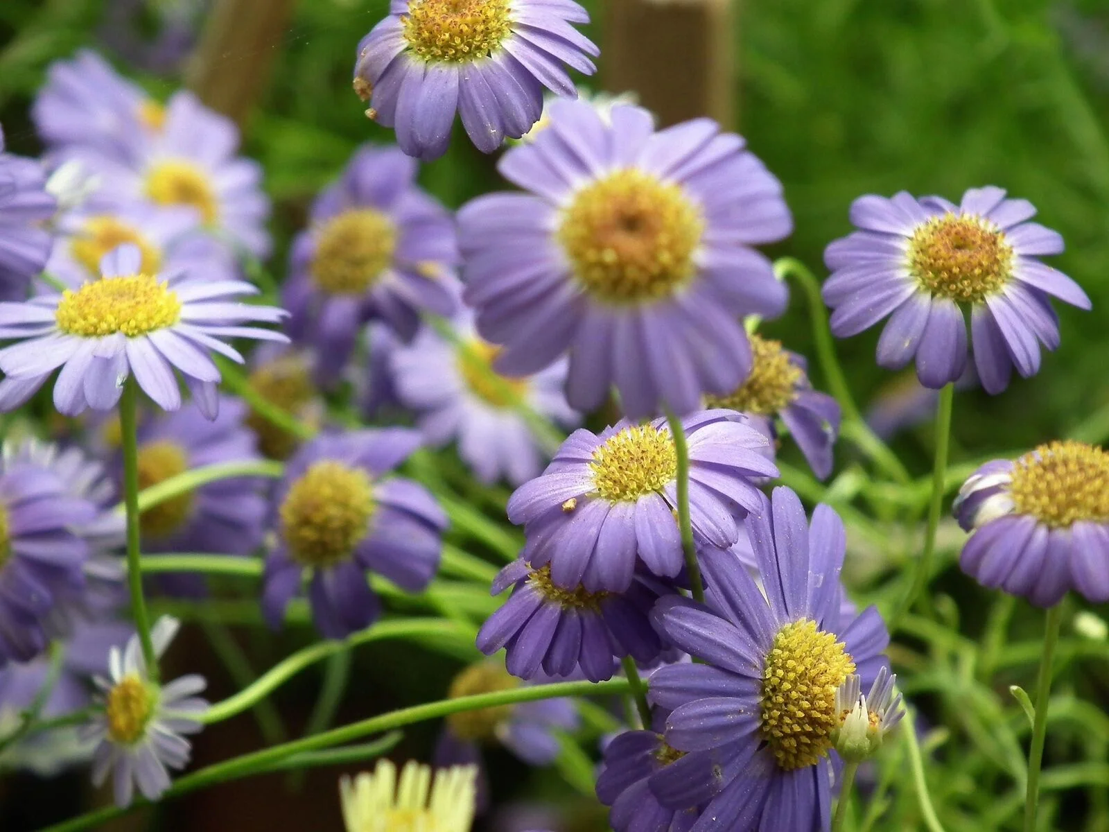 200 Mixed Col SWAN RIVER DAISY Brachyscome Iberidifolia Flower Seeds