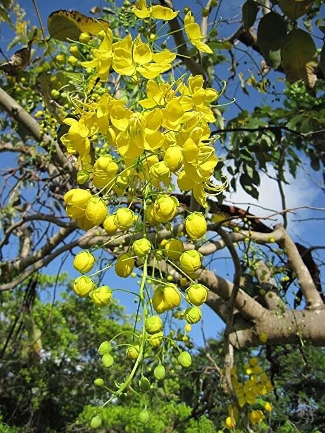Golden Shower Tree Seeds for Planting -Stunning Weeping Yellow Blooms