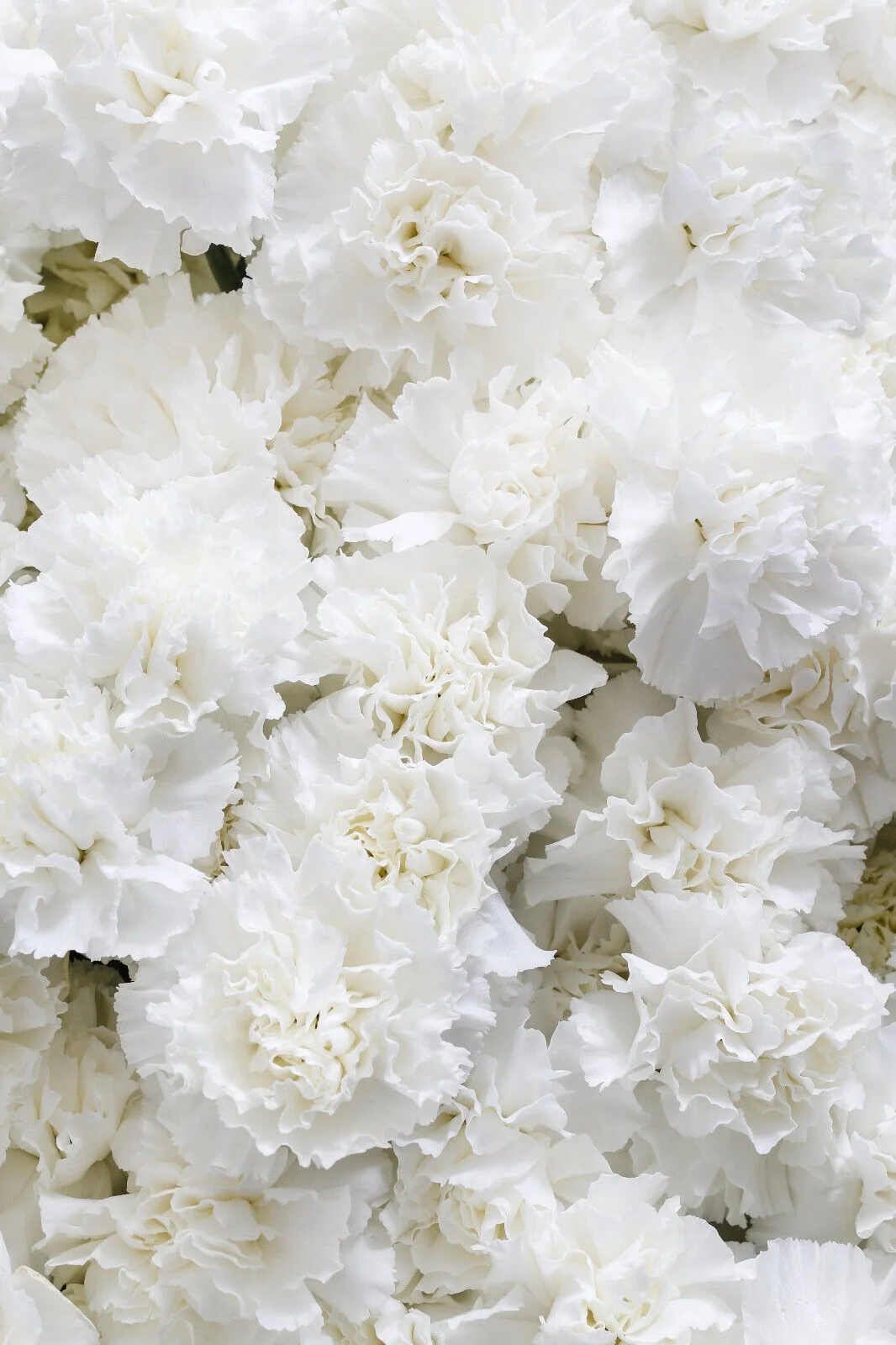 50 WHITE CARNATION Caryophyllus Grenadin Flower Seeds *Flat S/H