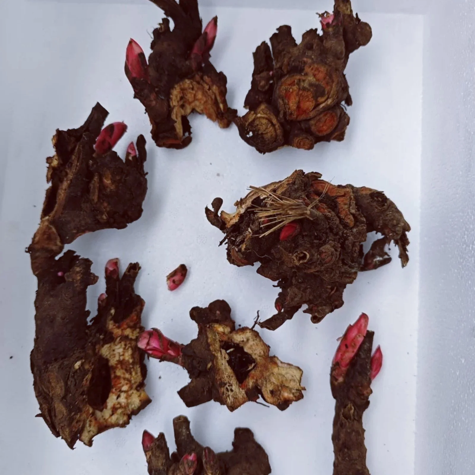 Canna lily plant,Canna lily bulbs mixed,canna lily bulbs for planting outdoors,canna bulbs for sale,canna bulbs bulk