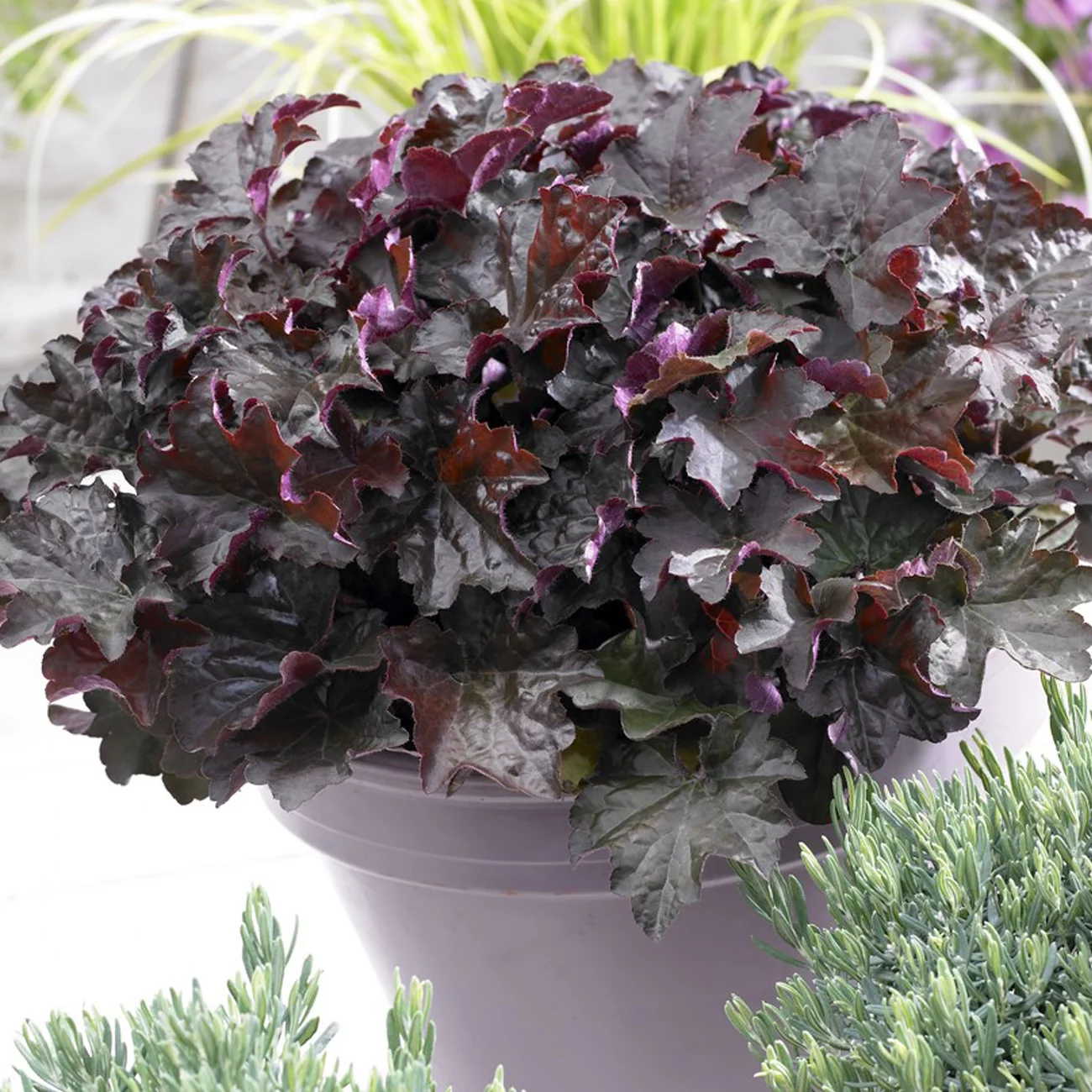 Van Zyverden Heuchera Purple Palace Set of 5 Plant Roots White Partial Sun Flowering 1 lb