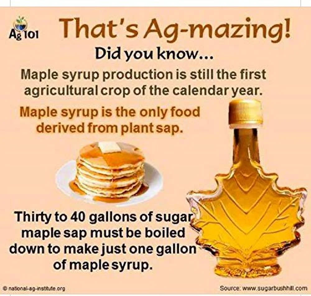 Spring Break Pure Maine Maple Syrup 32 oz. Medium Amber