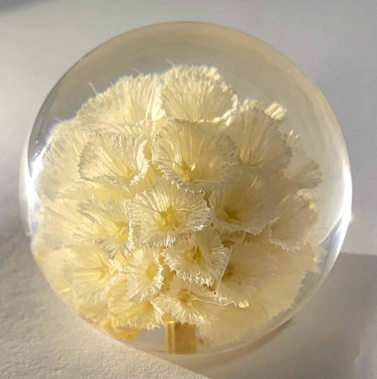 60mm Real White Windmill Fruit Starflower Flower Pincushion Seeds in Clear Lucite Resin Paperweight Ball Scabiosa Stellata Anniversary Wedding Valentine Mother's Day Gift Herbarium Display Collection