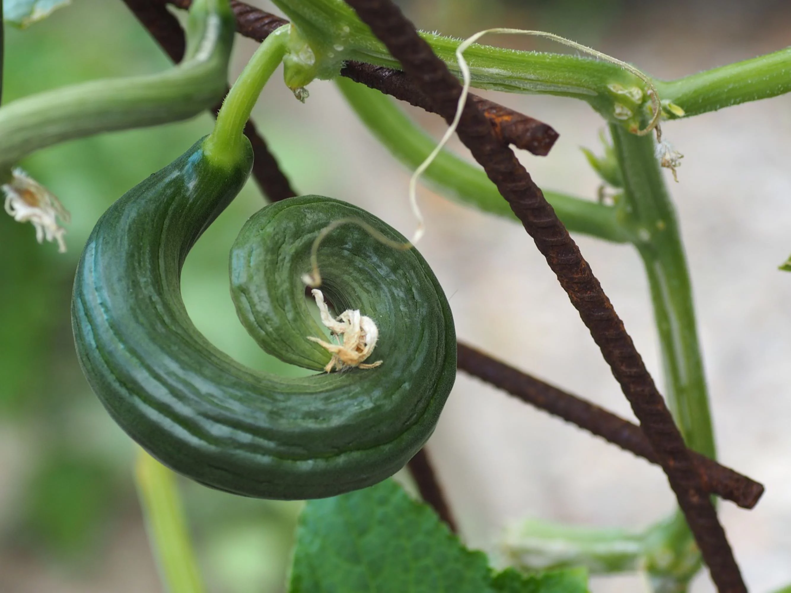 Light & Dark Armenian Cucumber Mix/Annual/Full Sun/ 240 Seeds 1/4 oz / Zellajake Farm and Garden - B5
