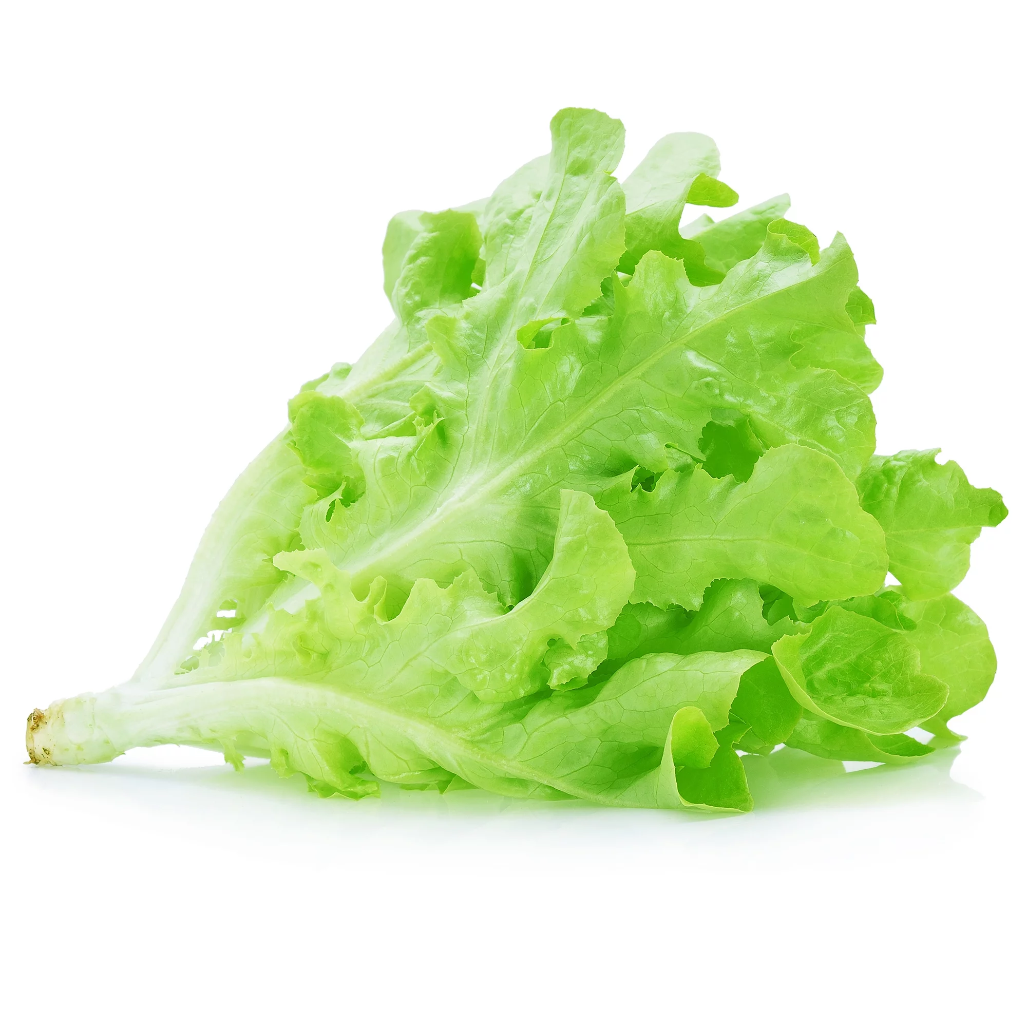 Lettuce Seeds - Leaf - Royal Oakleaf - 1 g Packet ~900 Seeds - Lactuca sativa - Farm & Garden Vegetable Seeds - Non-GMO, Heirloom, Open Pollinated, Annual