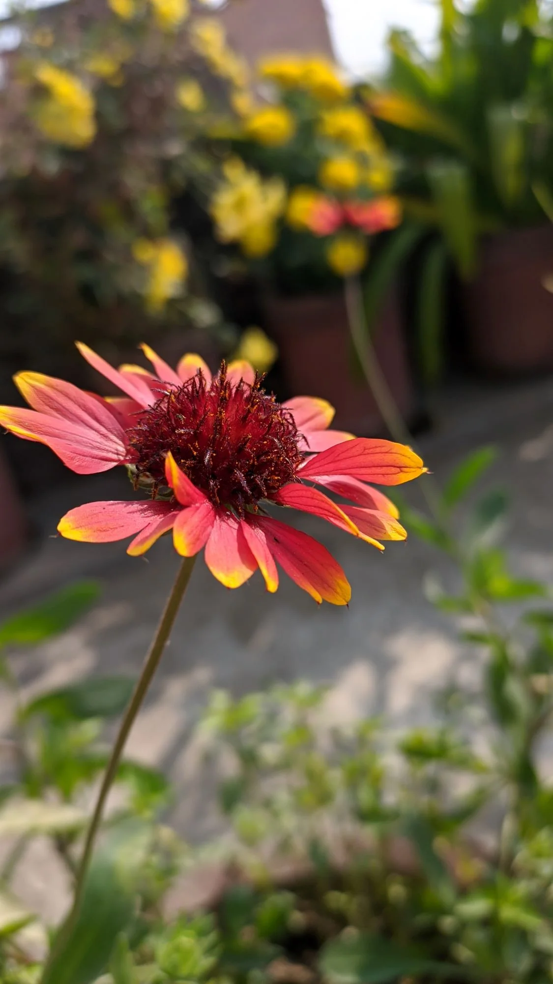 Indian Blanket Flower Seeds/ Perennial/ Full Sun/300 Seeds 1 Gram/ Zellajake Farm and Garden - B156