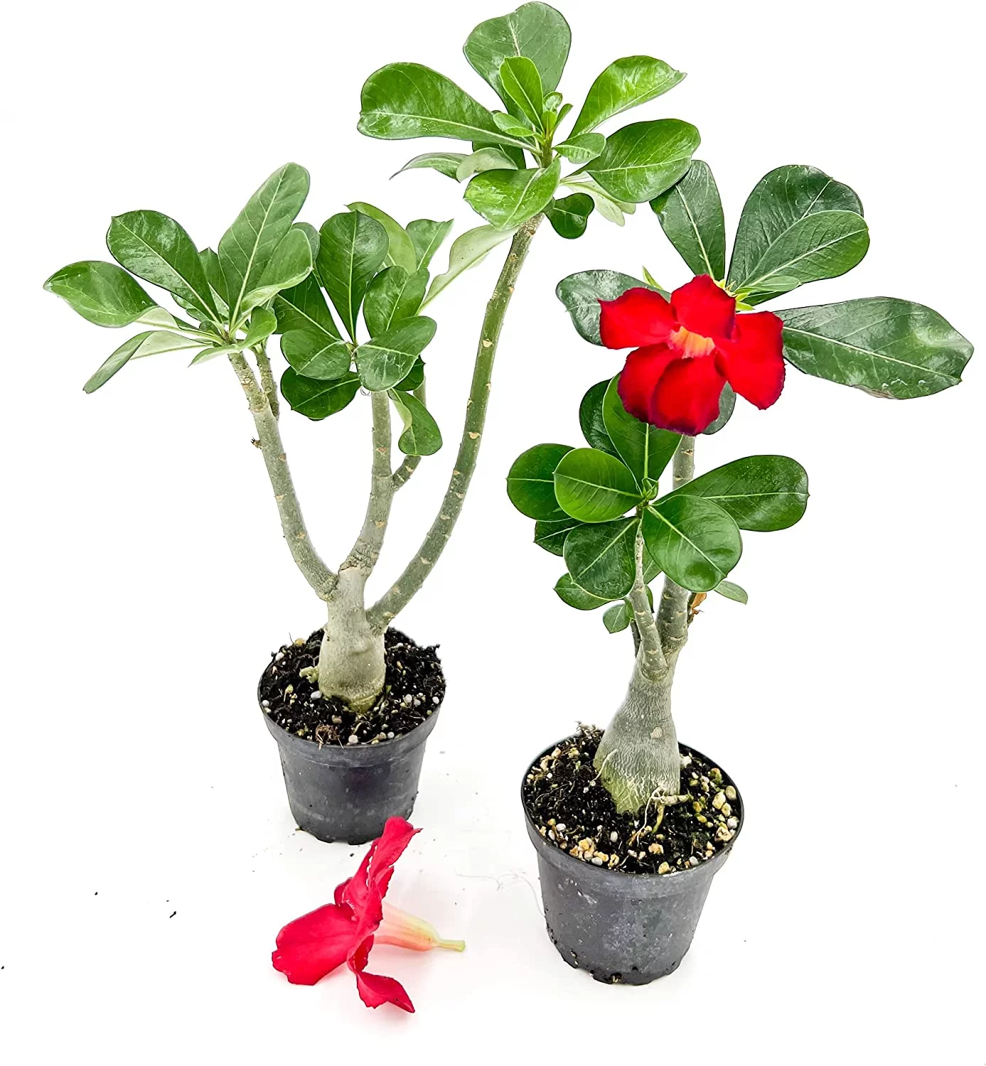 ragnaroc Live Succulents – Adenium Obesum Desert Rose 6-12” tall in 4” pot - 2ct - Color when flowering may be Pink or Red, Bonsai Caudex - Live Arrival Guaranteed - House Plants for Home Decor & Gift