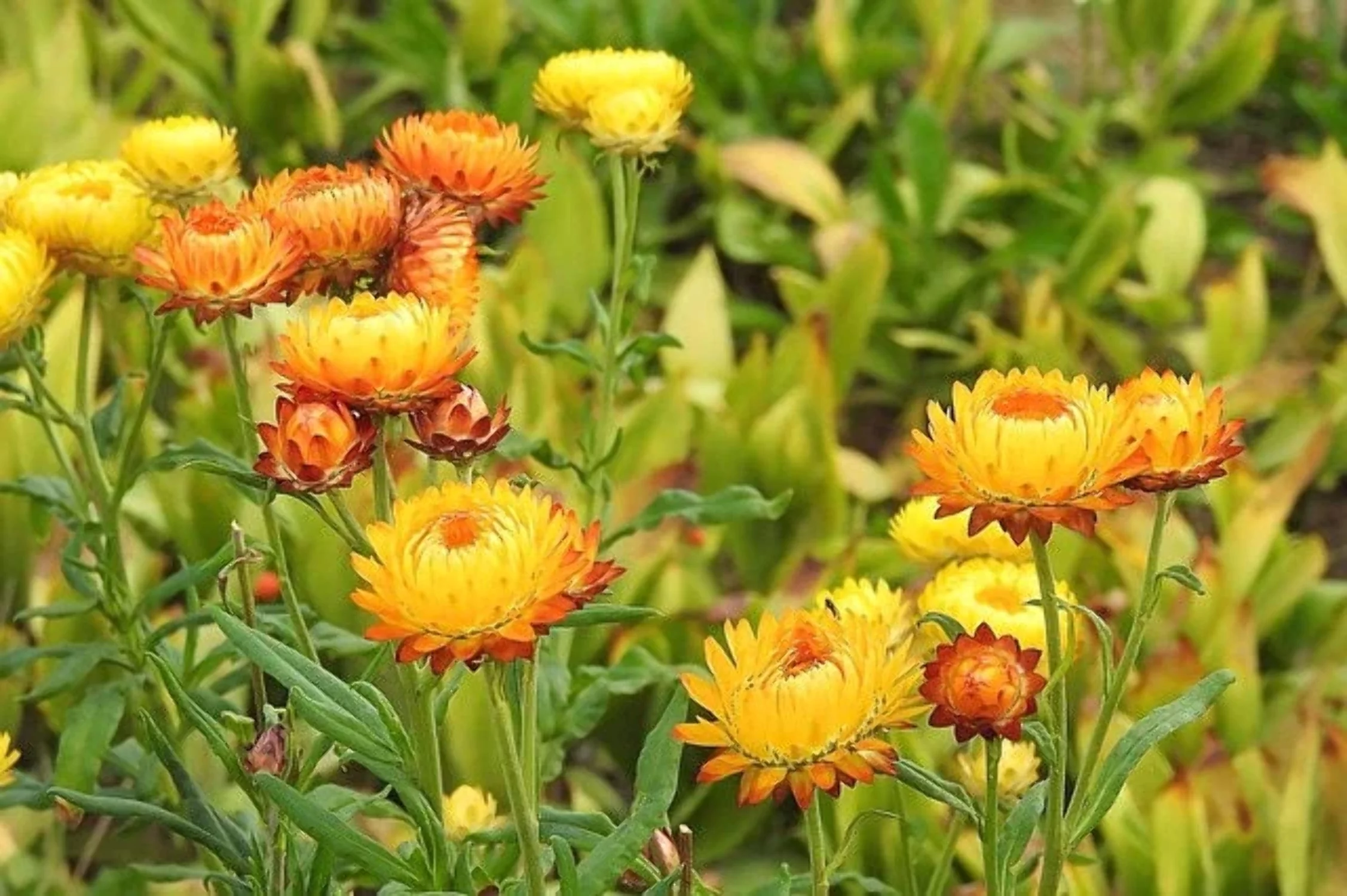 50 YELLOW DOUBLE STRAWFLOWER Helichrysum Bracteatum Flower Seeds