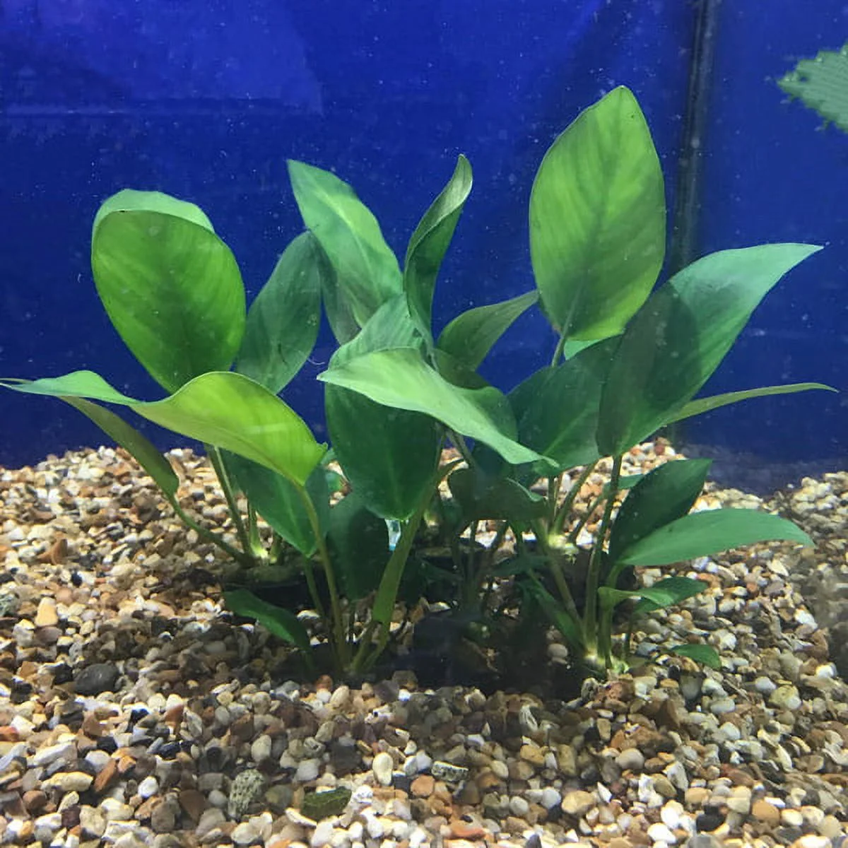 Anubias Hastifolia In 2