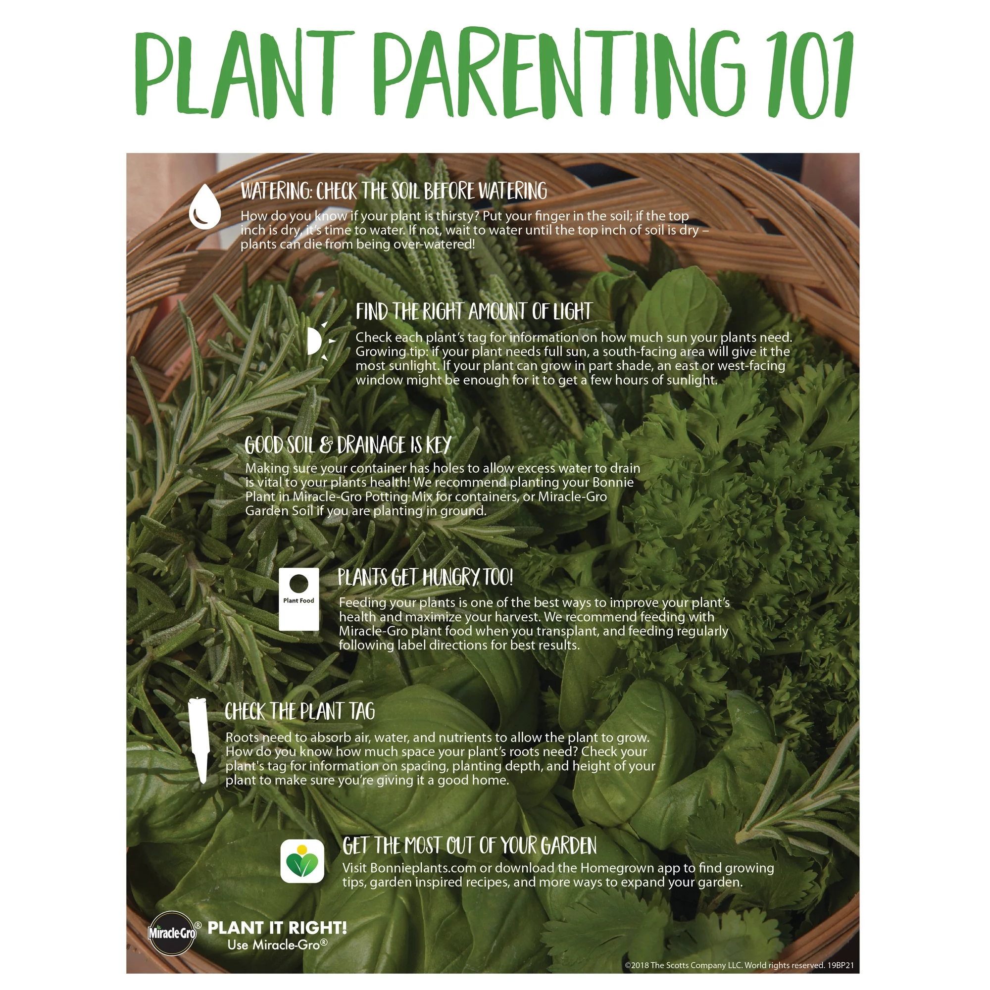 Bonnie Plants Garden Sage 2.32 qt.