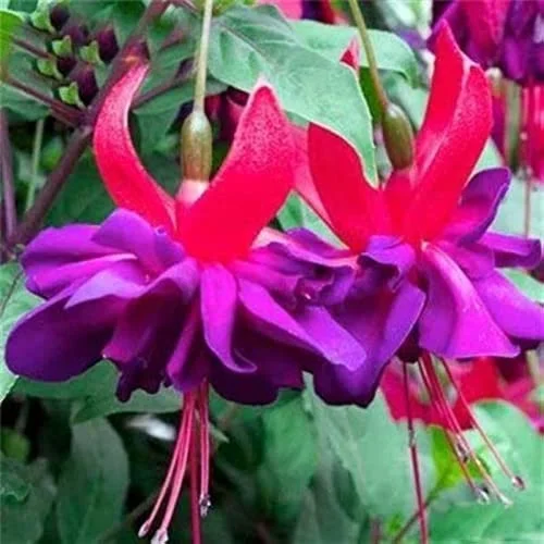 CHUXAY GARDEN Red Violet Fuchsia Flower Seed 200 Seeds Most Outstanding Summer Bloomers Great Desktop Bonsai