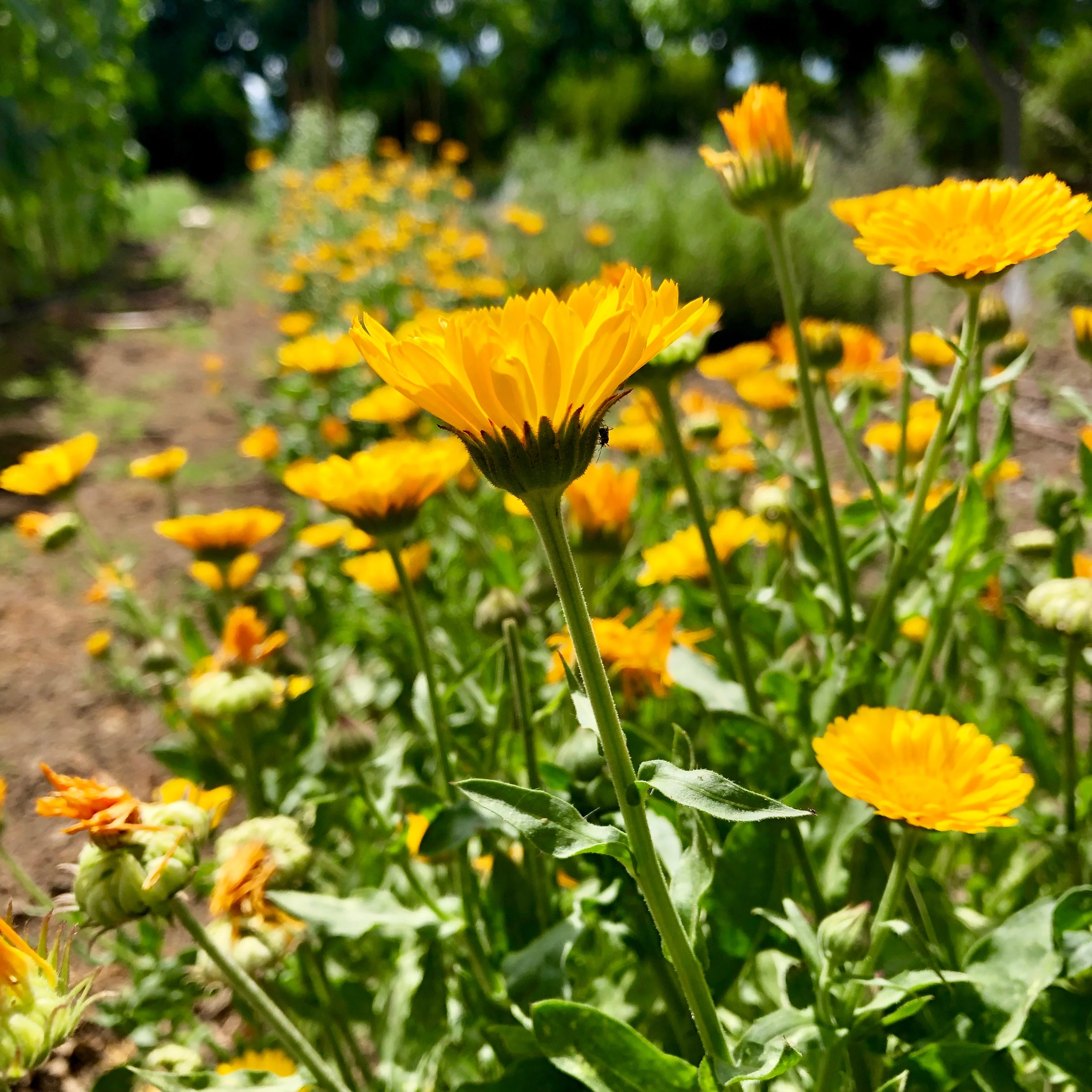 Resina Calendula Seeds