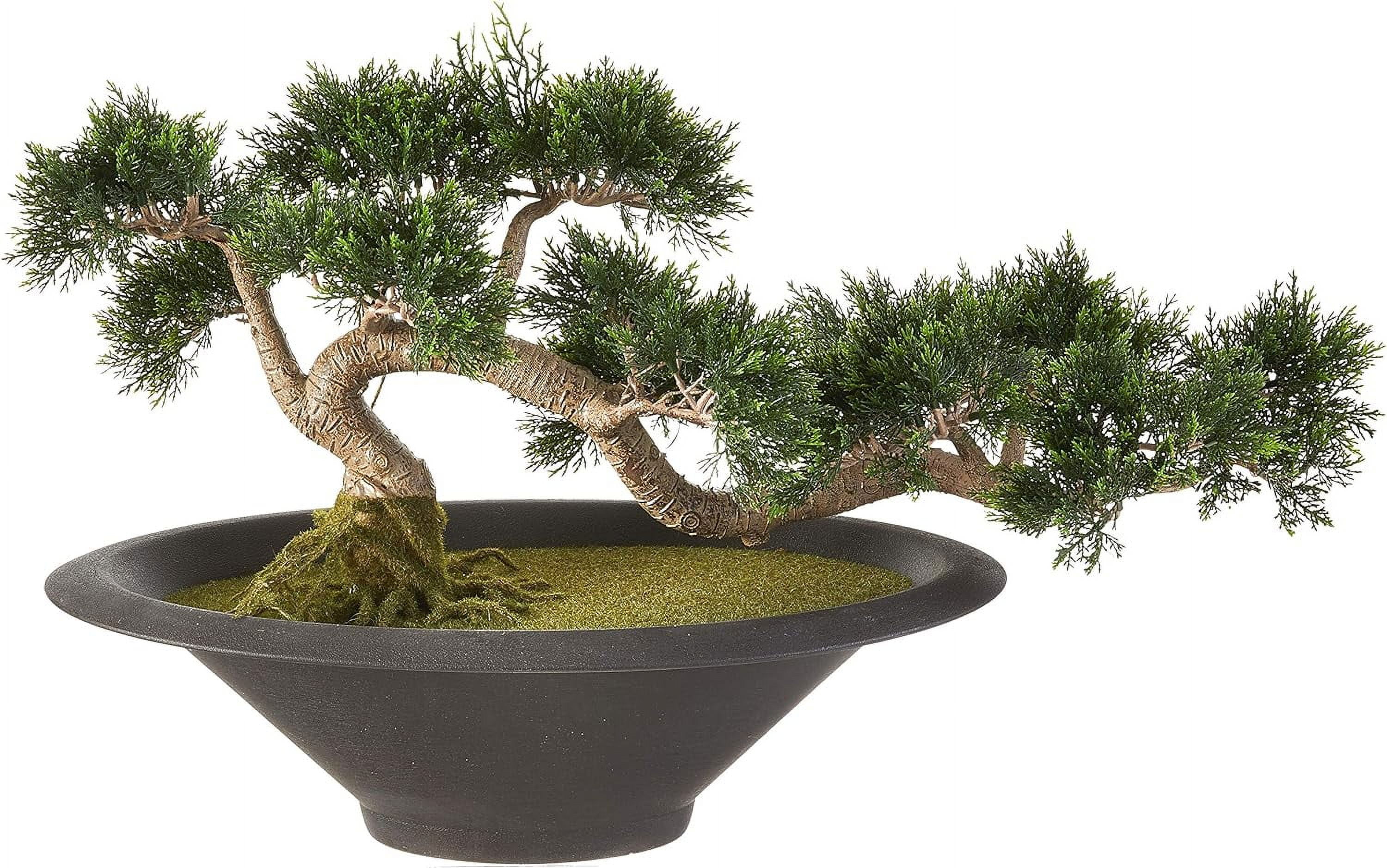 Cedar CEDER Bonsai Tree, Green