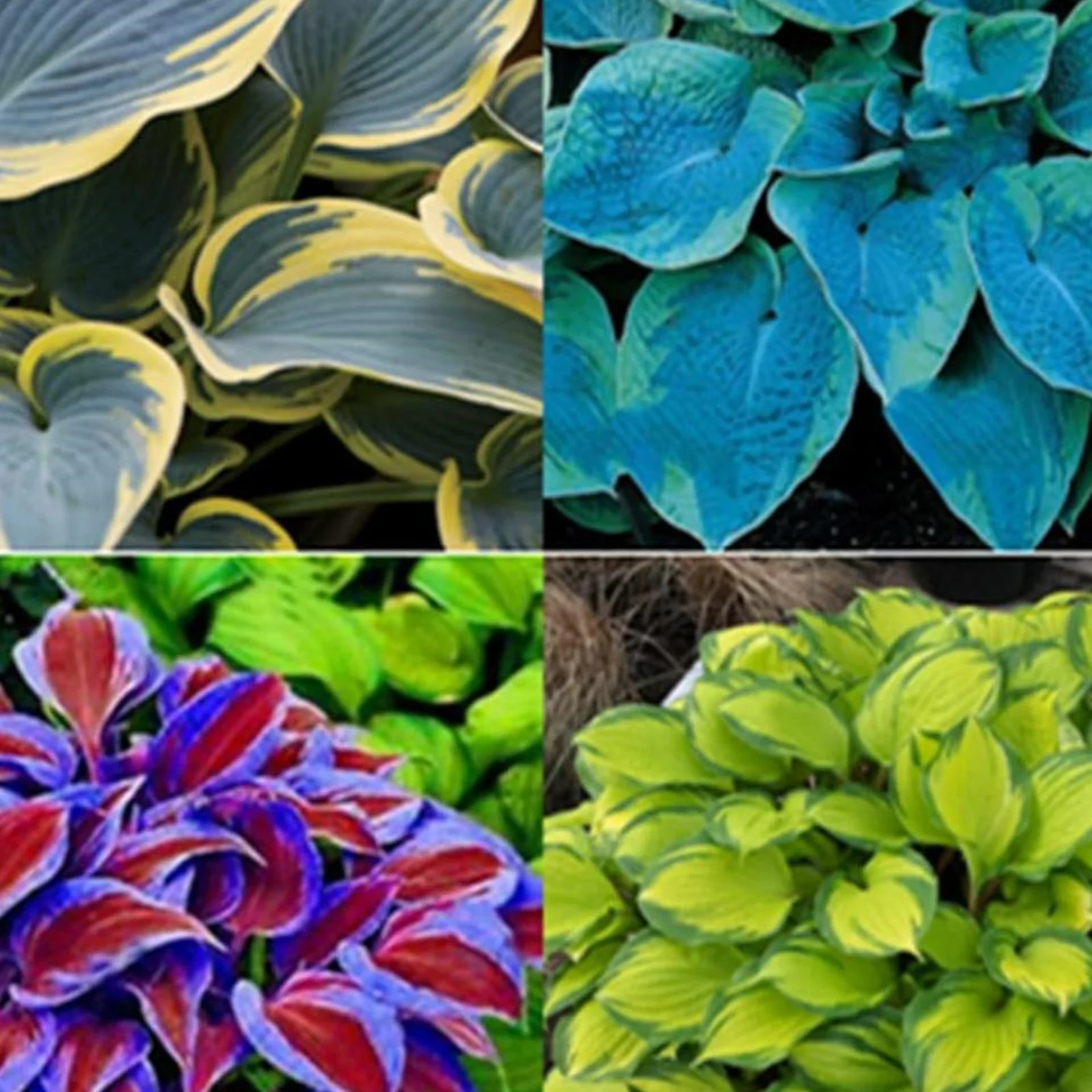 Hosta Bulbs For Planting Perennial,Beautify Environment,Hosta Plants Bulbs,Hosta Plants Outdoor,Hosta Bulbs In Pots,Hosta Plants For Sale.