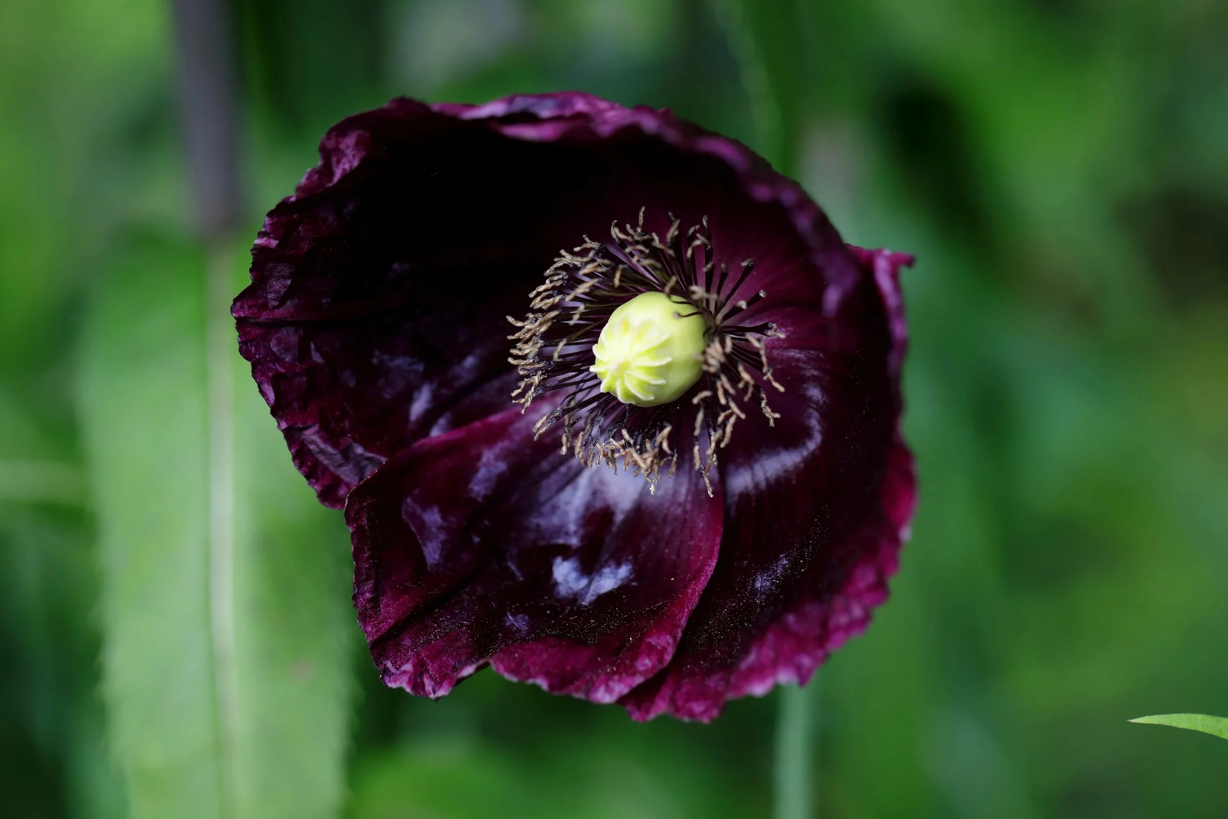 250 Seeds Organic AFTER MIDNIGHT POPPY Darkest Purple Almost Black Papaver Somniferum Flower Seeds