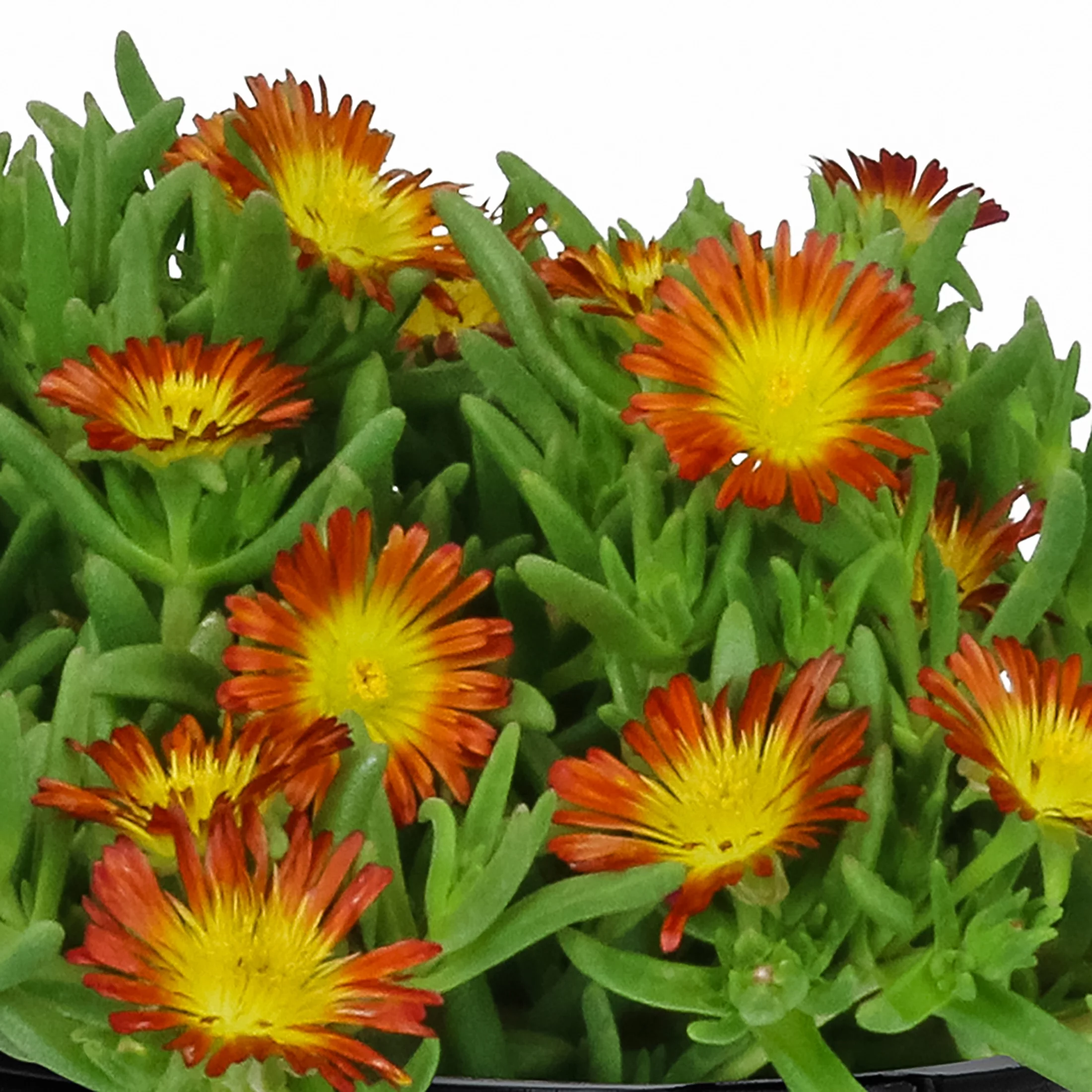 Better Homes & Gardens 2.5QT Multicolor Delosperma Live Plant Sun