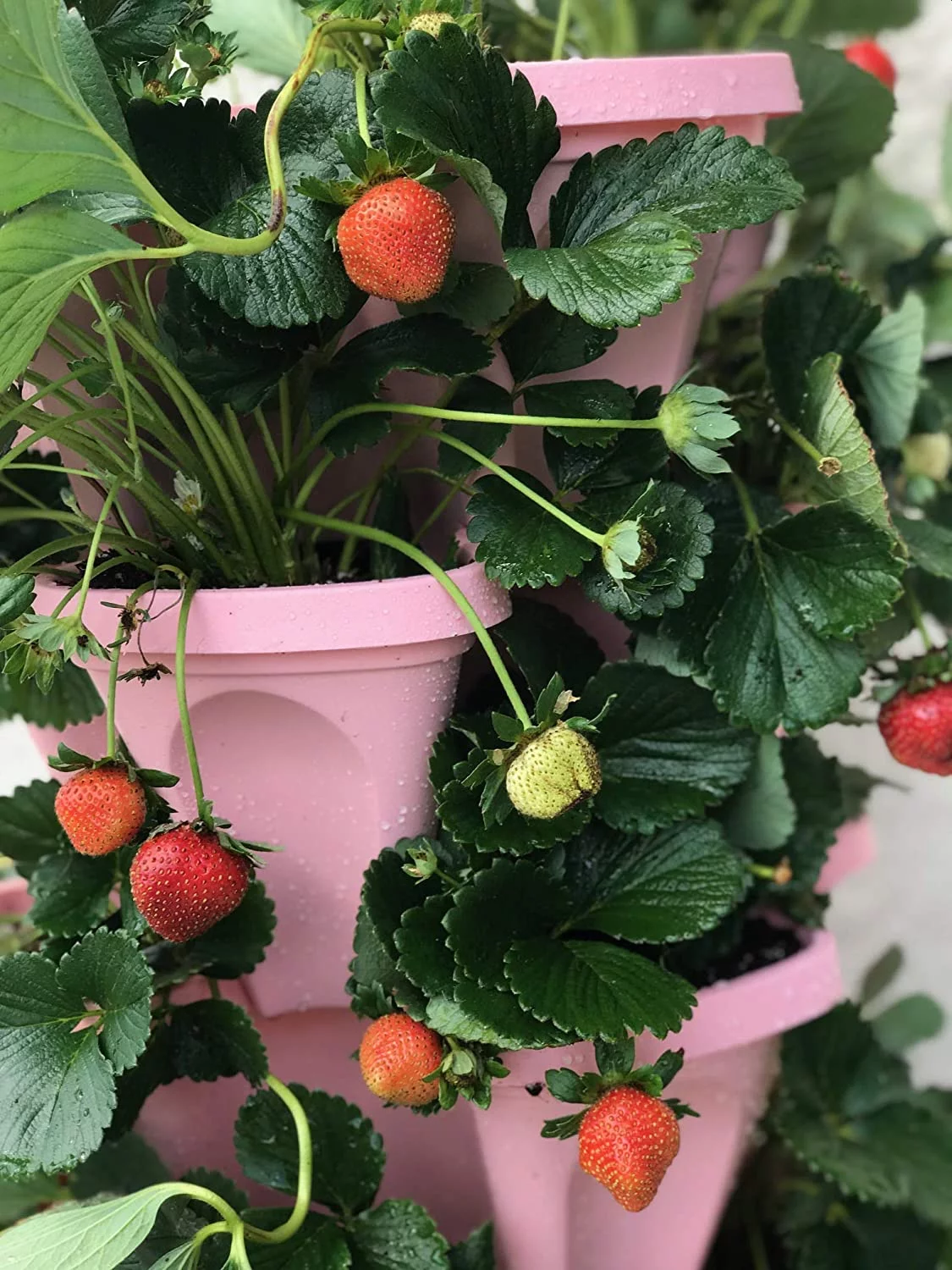 Strawberry and Herb Garden Planter - Stackable Gardening Pots with 10 Inch Saucer