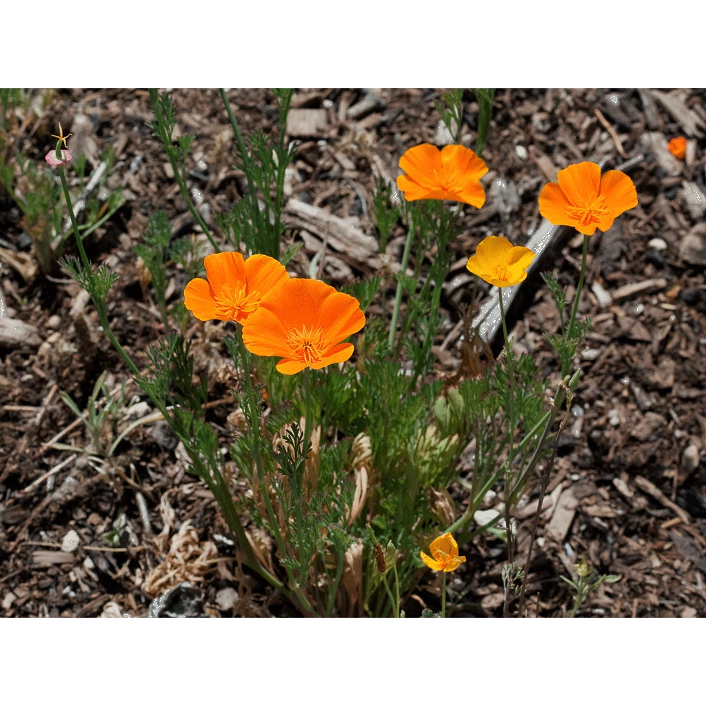 California Poppy  | Flower Seed Grow Kit | The Jonsteen Company