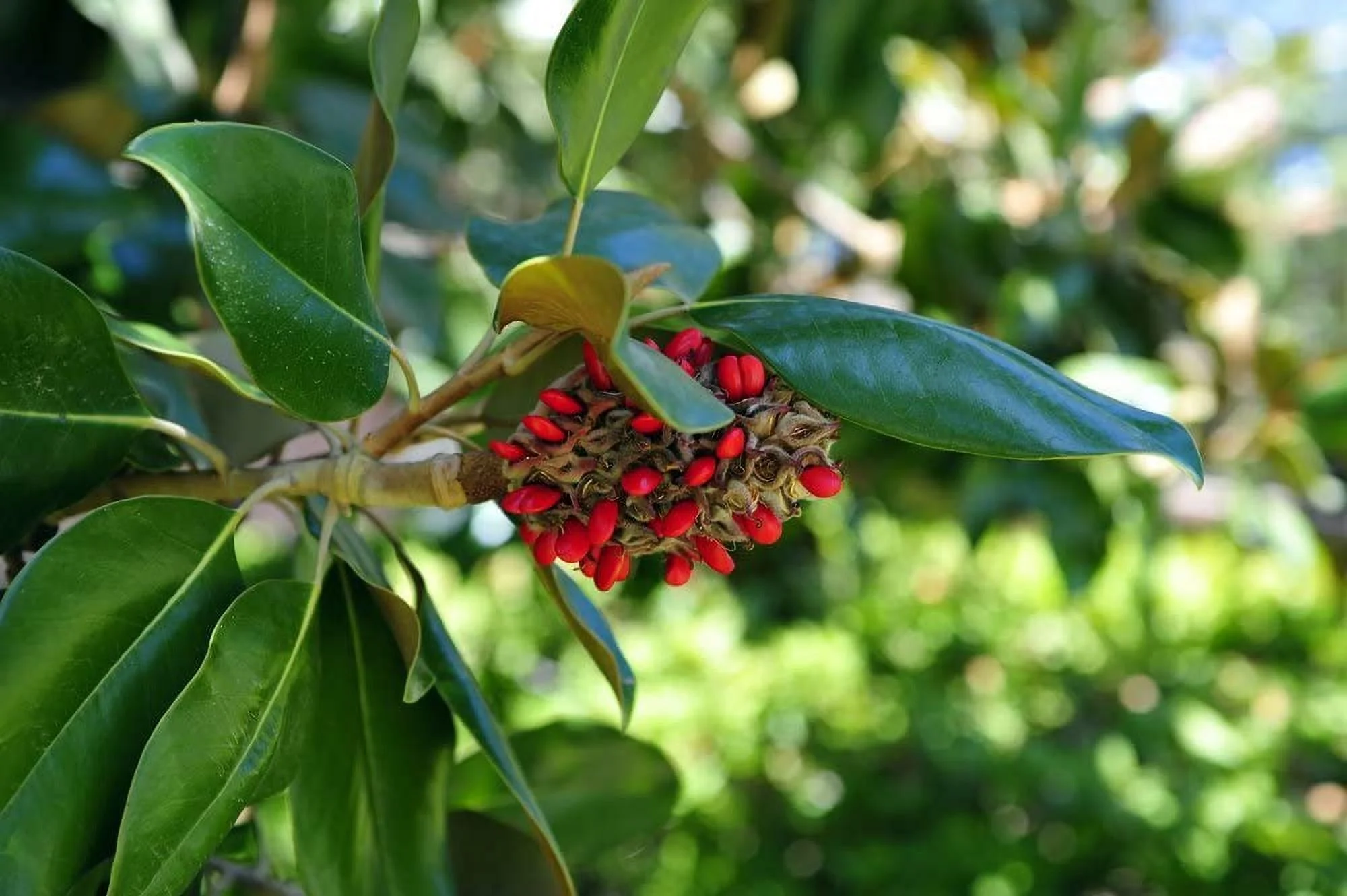 Sympathy Southern Magnolia - Large