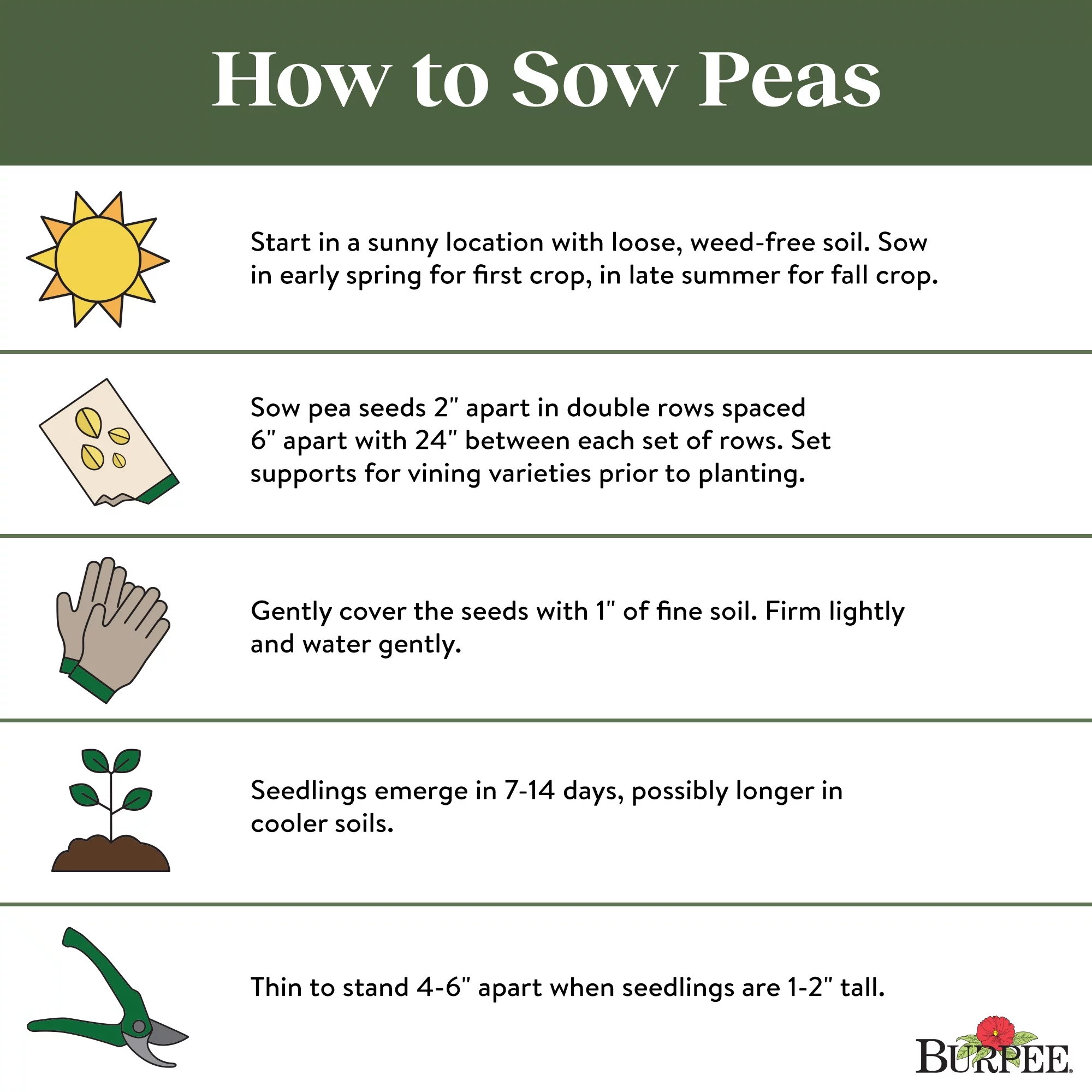 Burpee Sugar Daddy Pea Seeds - Non-GMO, Snap Pea, Heirloom Vegetable Gardening Seeds, 18.5g, 1-Pack