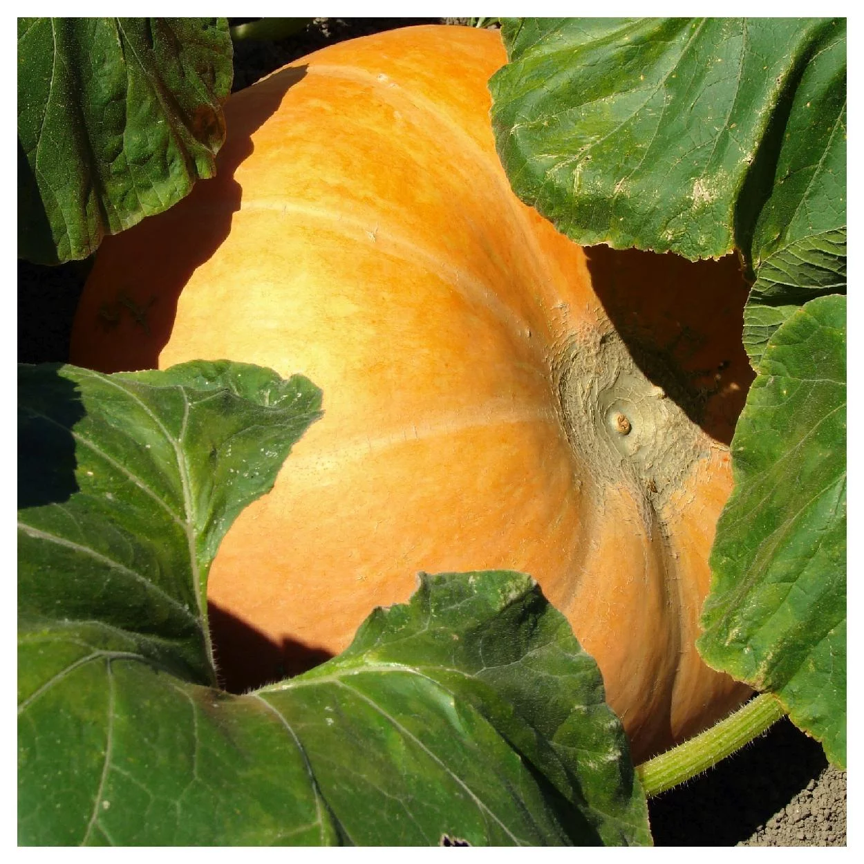 Everwilde Farms - 30 Big Max Pumpkin Seeds - Gold Vault Jumbo Bulk Seed Packet