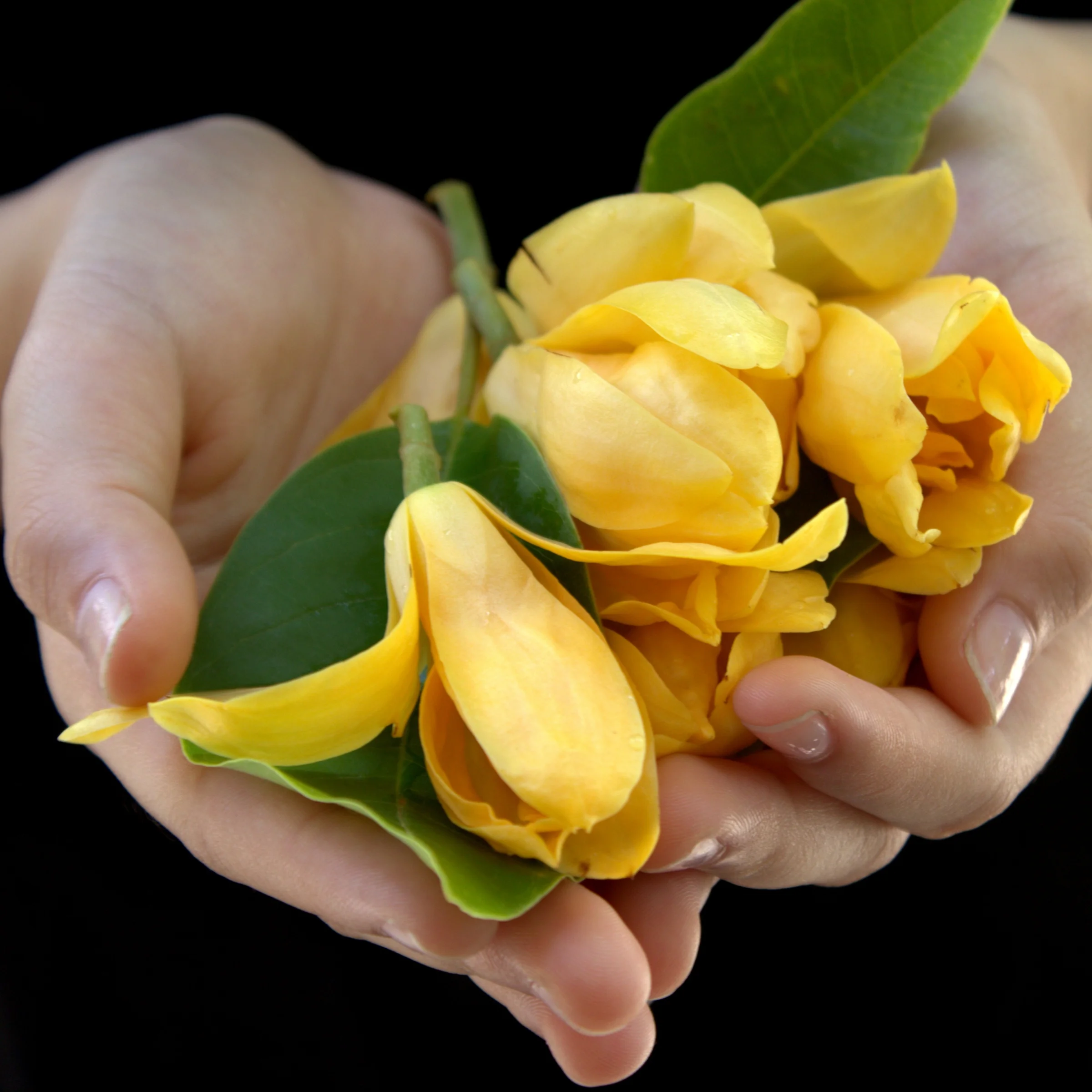 2 gal. Magnolia Yellow Bird Tree with Yellow Flowers