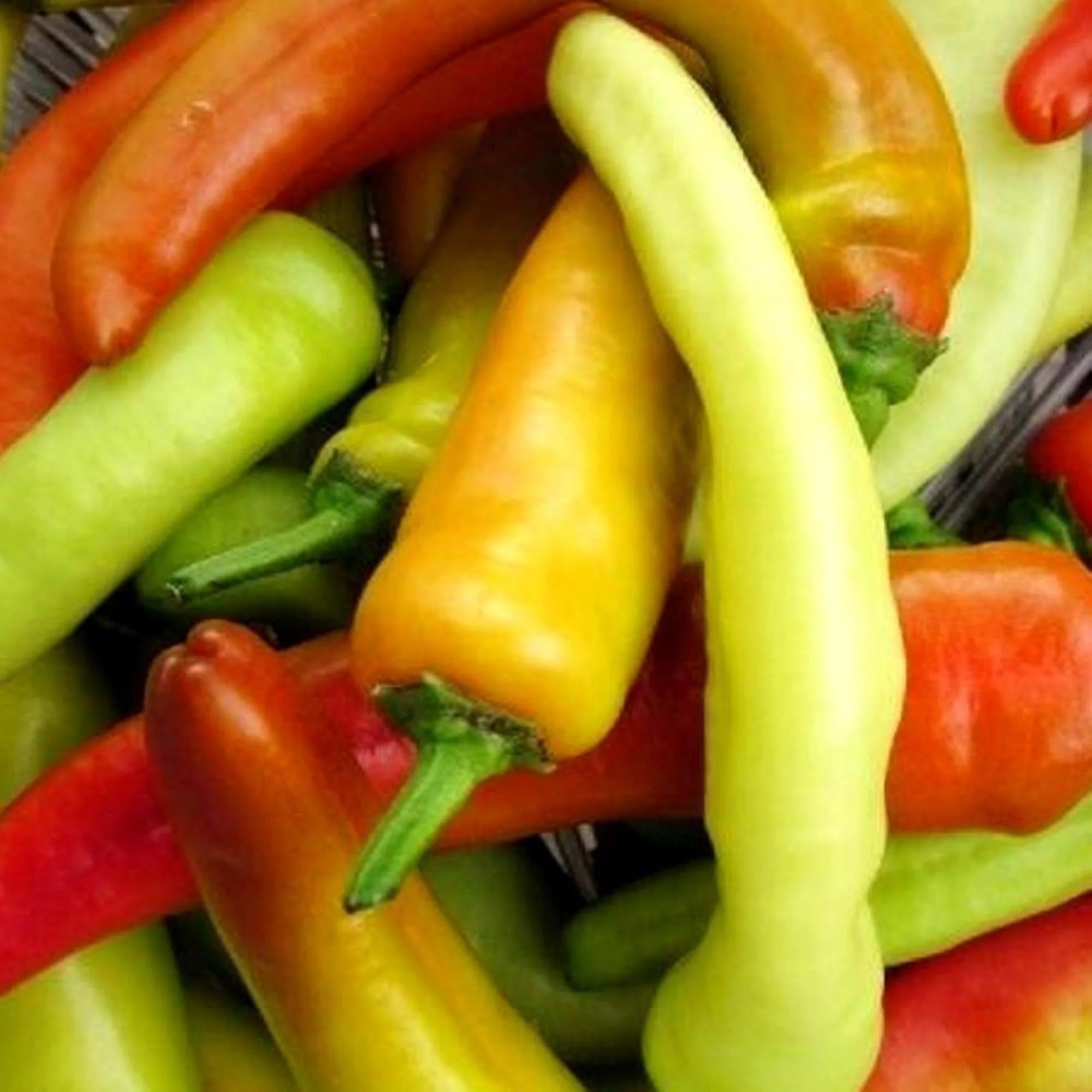 Hungarian Hot Wax Pepper Seeds/ Annual/ Full Sun/ 4K Seeds 1 oz/ Zellajake Farm and Garden - B141