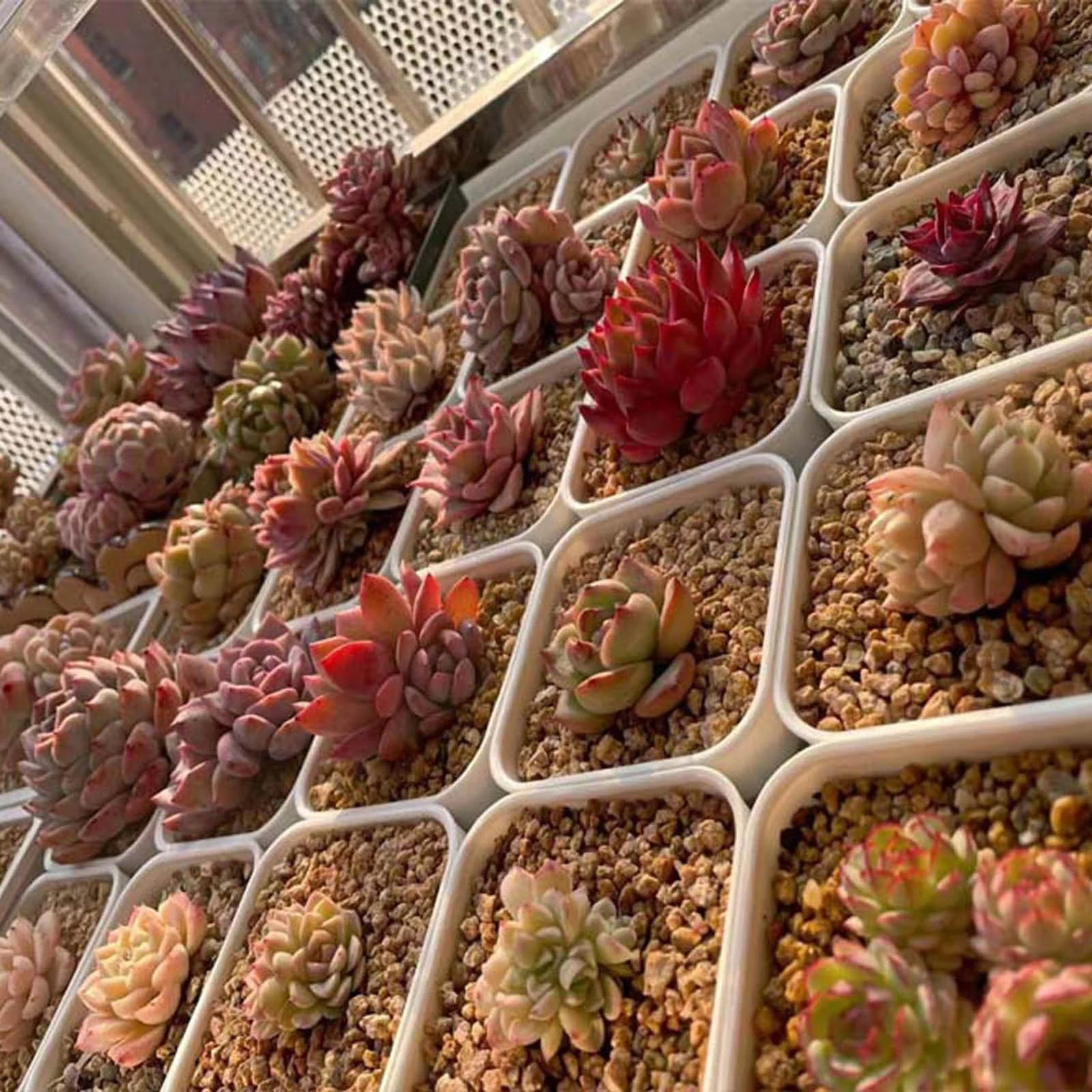 Flower Pot Stand Succulent Thickened Pot Sowing Seedling Basin Resin Square Basin