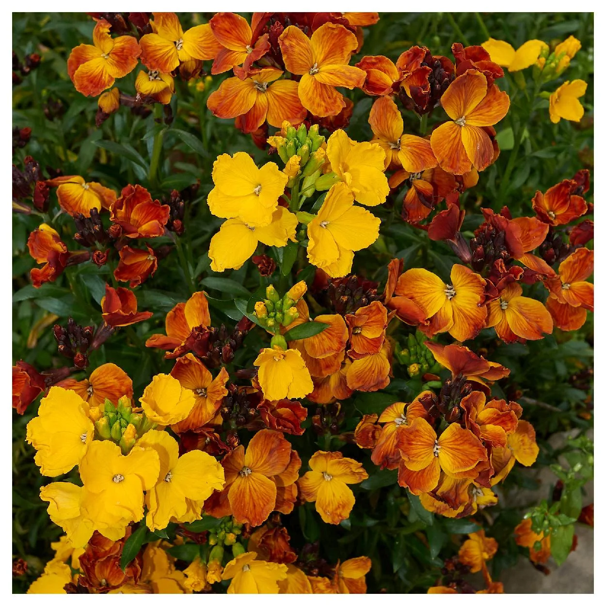 Everwilde Farms - 1000 English Wallflower Garden Flower Seeds - Gold Vault Jumbo Bulk Seed Packet