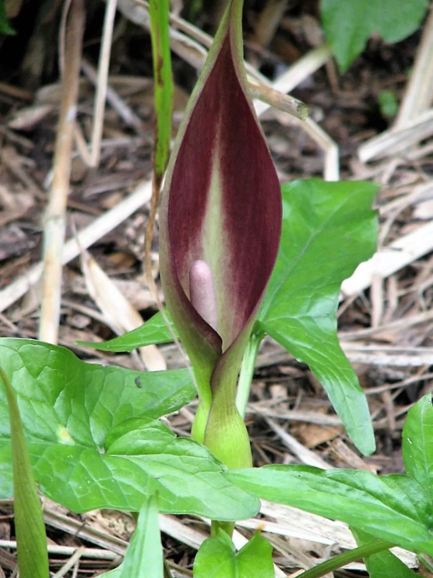 10 Dark RED ARUM Cyrenaicum - Orange Red Berries, Spotted Leaves - Flower Seeds