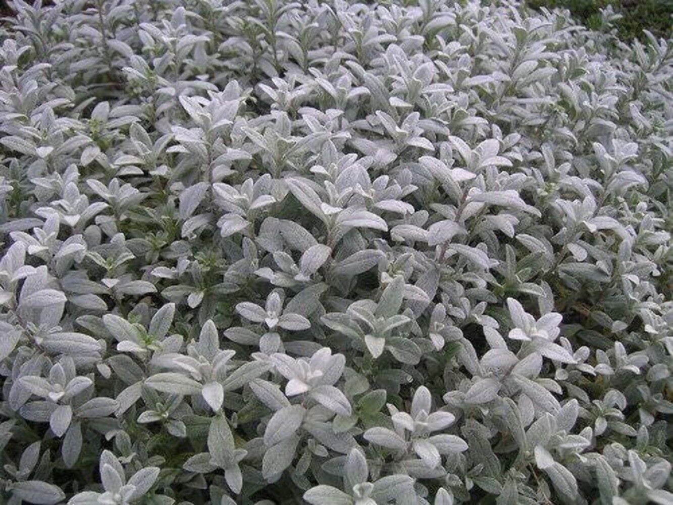 1500 SNOW IN SUMMER (Chickweed) Cerastium Biebersteinii Flower Seeds