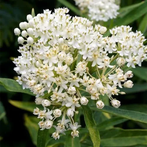 CHUXAY GARDEN White Swamp Milkweed-Asclepias Incarnata,Asclepias Perennis,Rose Milkweed,Swamp Silkweed 25 Seeds Butterflies Like It Herb Perennial Plant Unedible