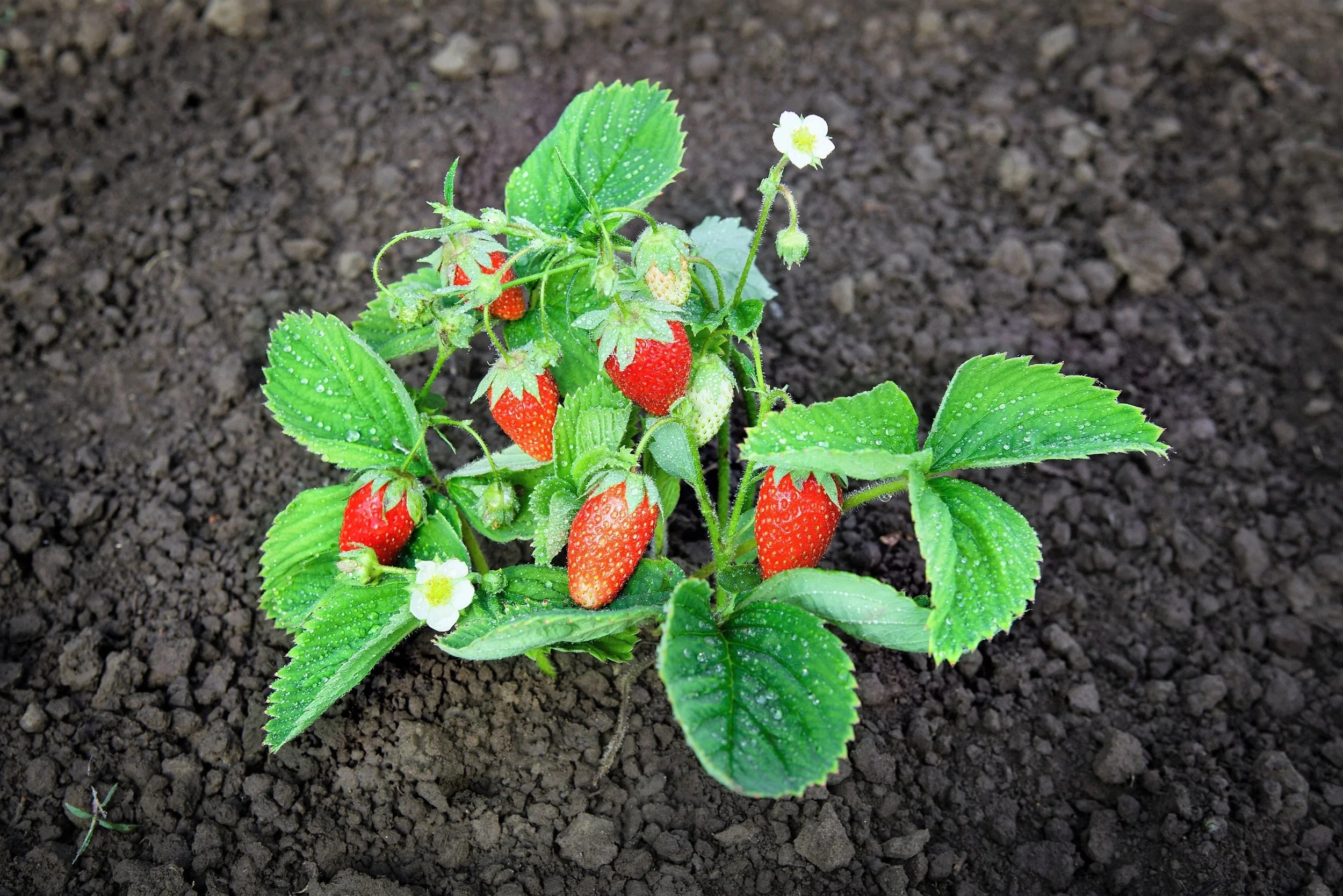 60 Seeds RUEGEN STRAWBERRY Everbearing Alpine Fragaria Vesca Red Berry Fruit White Flower Seeds