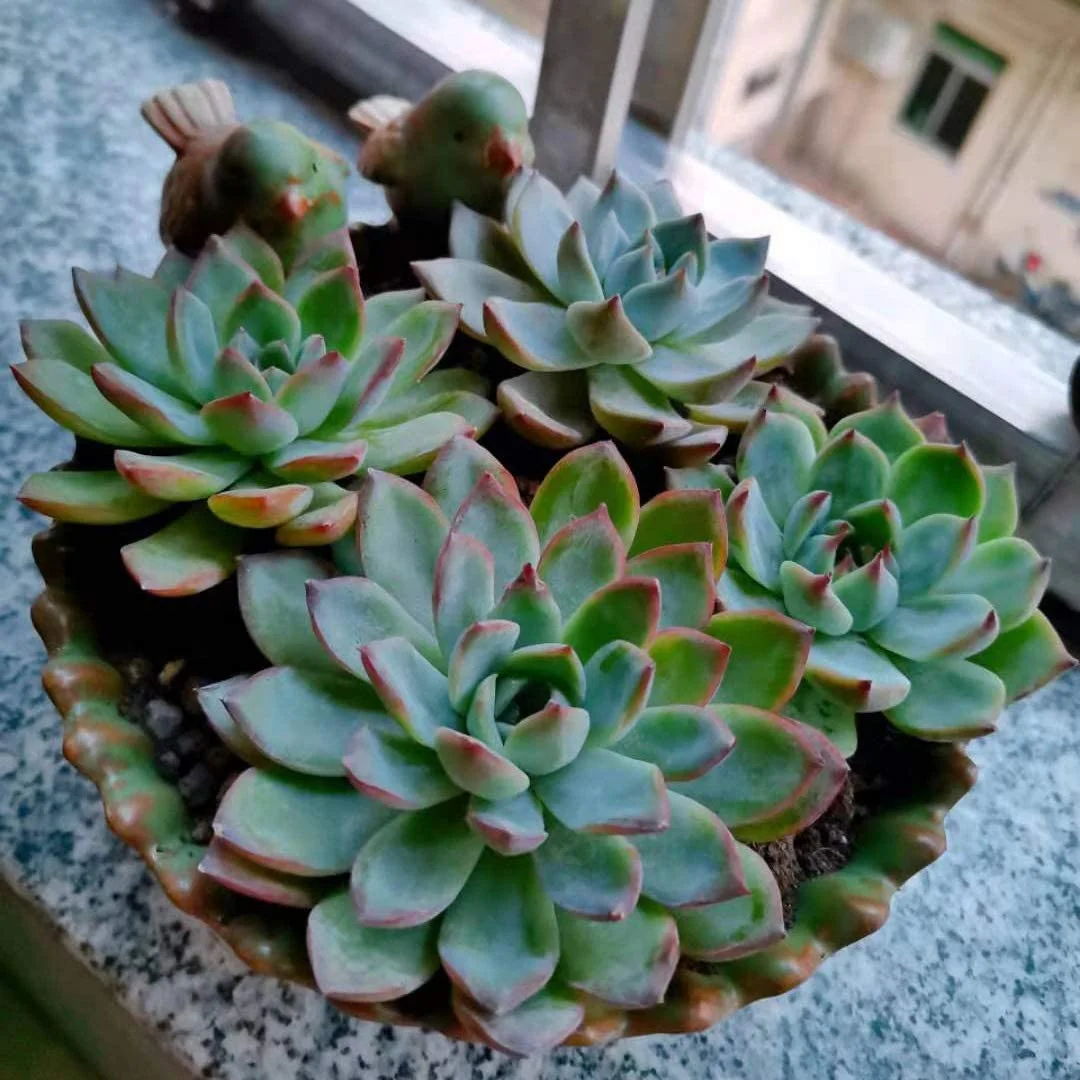 NAMZI Special Design Fun Garden Flower Planter Succulent Pot Planter (Bird)